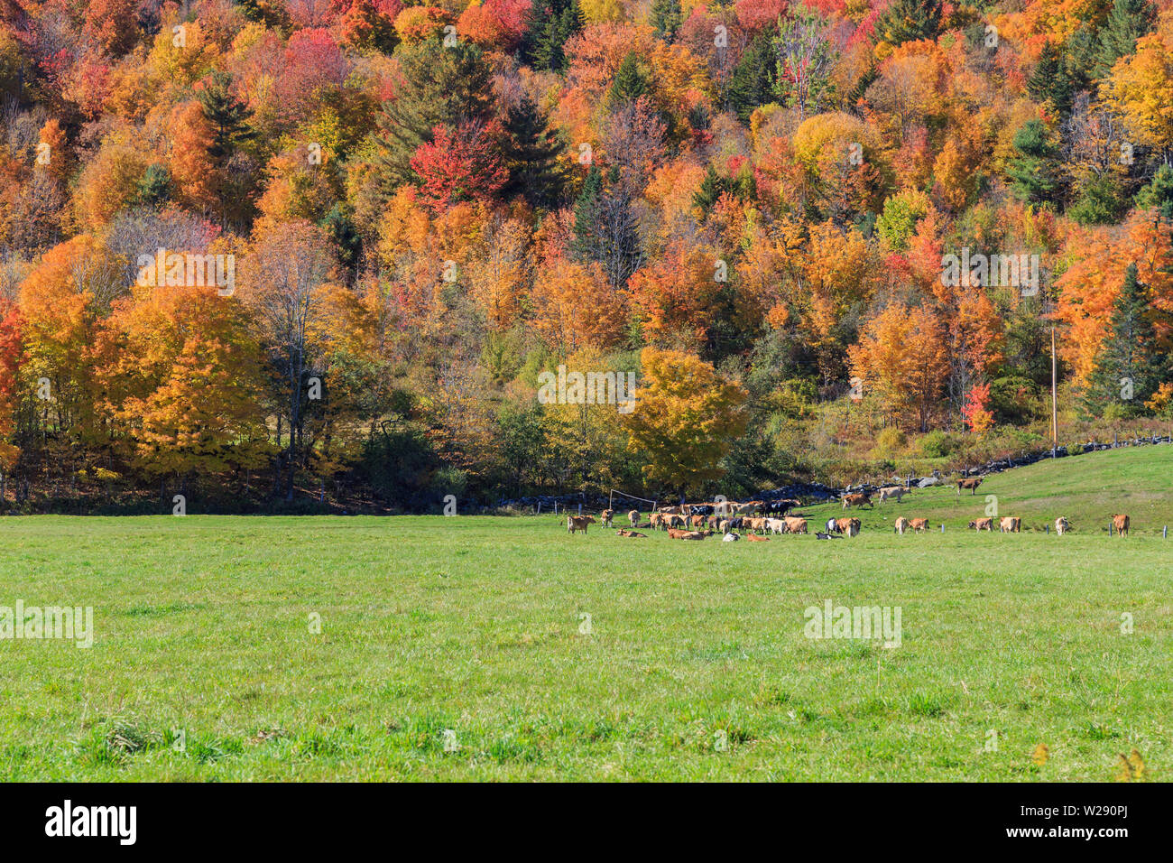 Vermont Landschaft mit grasende Kühe auf der grünen Weide im Herbst, Wilmington, Vermont, USA. Stockfoto