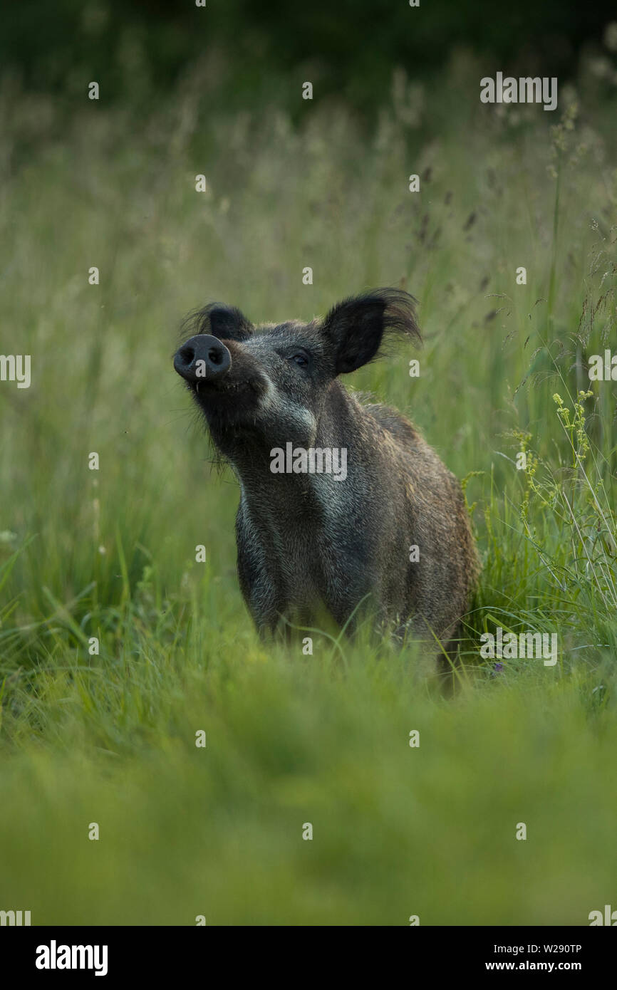 Weibliche Wildschwein (Sus scrofa) Stockfoto