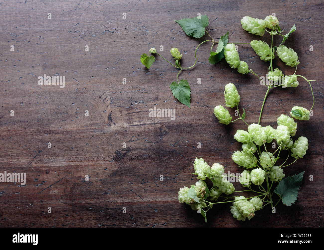 Über alten Holztisch Hintergrund Hop. Die bierherstellung Zutat. Brauen Konzept Oberfläche. Kopieren Sie Platz für Ihren Text. Stockfoto