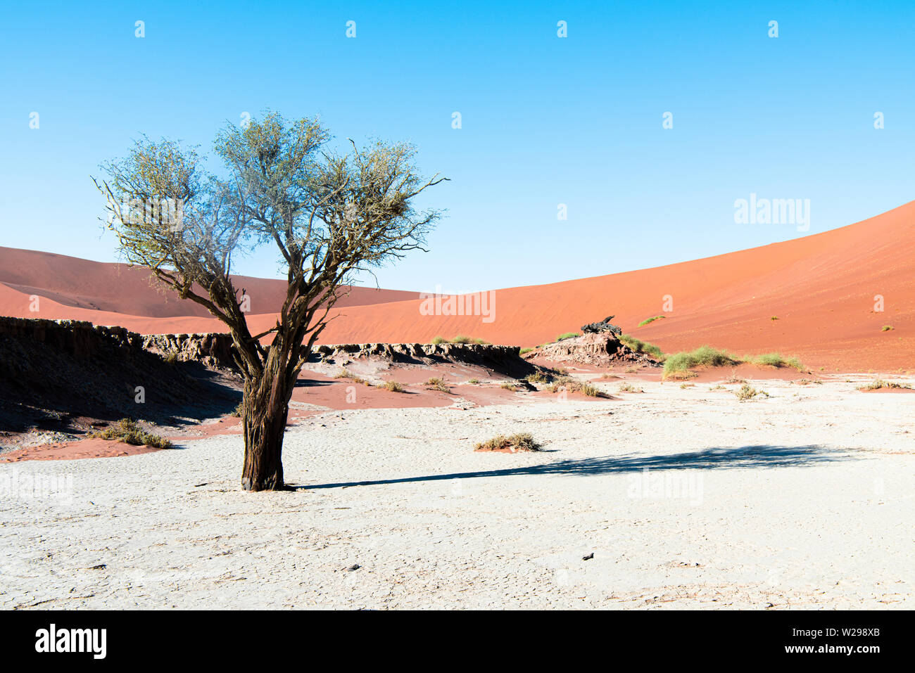 Kamel Dornenbäumen im Ton pan von Deadvlei, Soussusvlei, Namibia Stockfoto