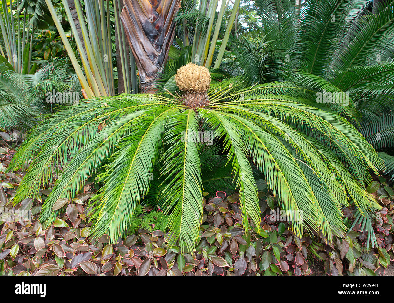 Botanischer Garten von Puerto de la Cruz, Teneriffa, Spanien