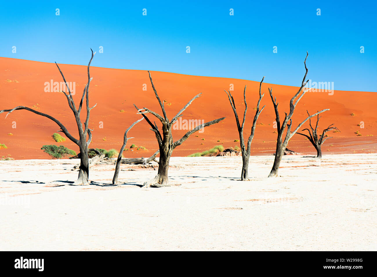 Kamel Dornenbäumen im Ton pan von Deadvlei, Soussusvlei, Namibia Stockfoto