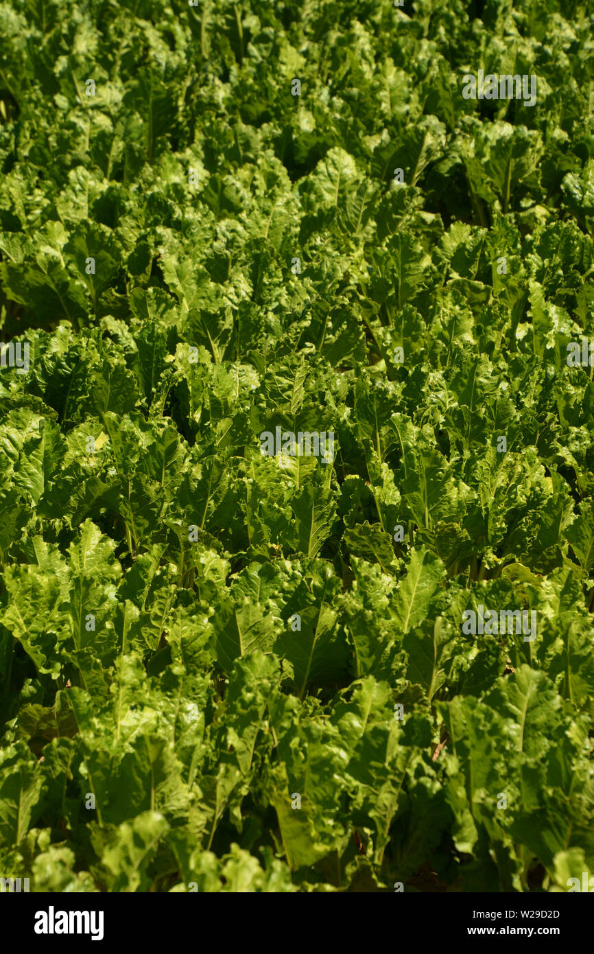Detail Schuß von Zuckerrüben anbauen oder Beta vulgaris Pflanzen in einem großen Feld am Sommer, der in Bayern, Wurzel der Knappheit Feld mit grossen grünen Gesunde Blätter Stockfoto