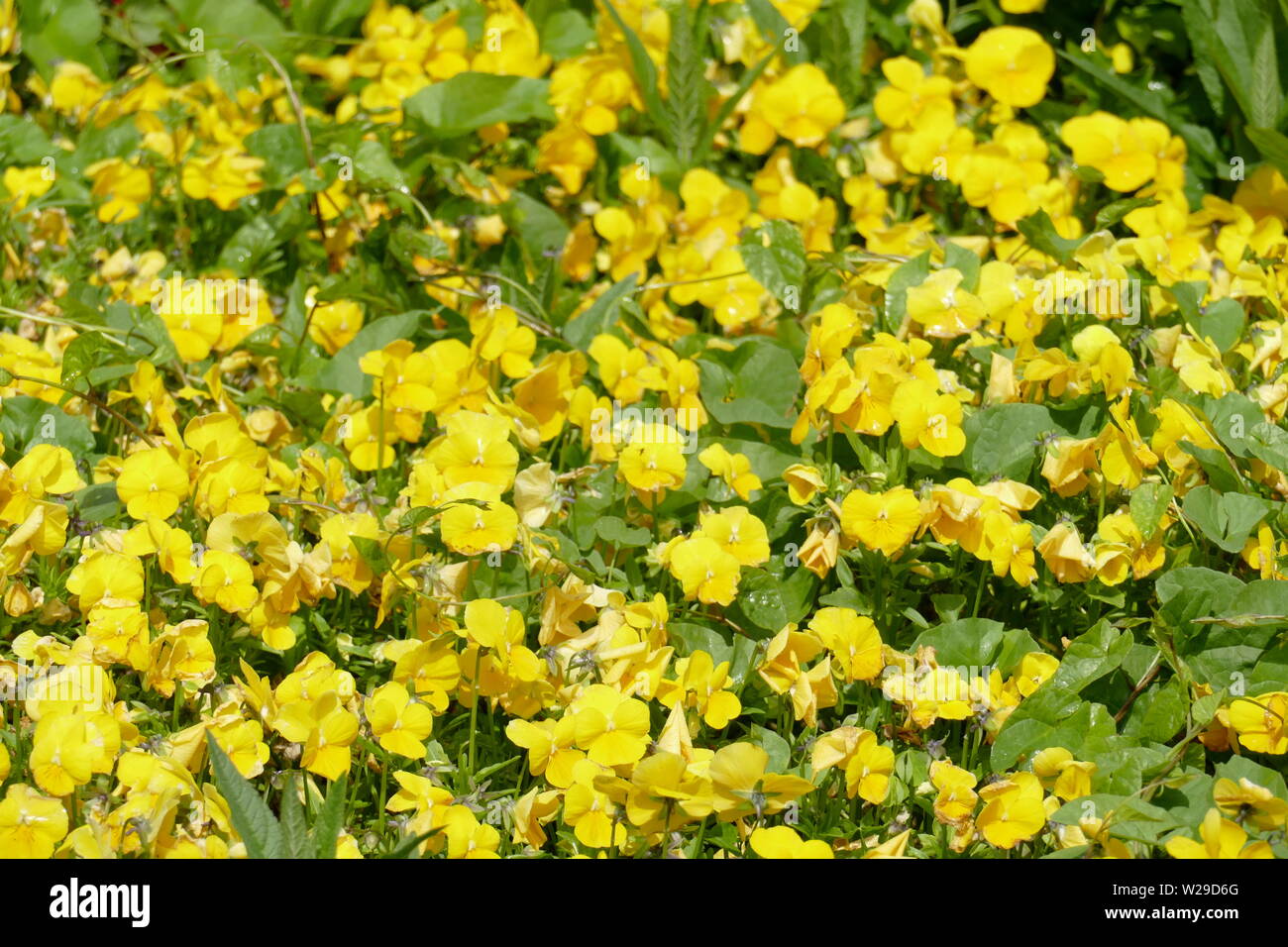 Gelbe Anemone (Pflügen), Blumenwiese 8 BIM%b¦µ [‰ öWùbÜ'^ûi Stockfoto
