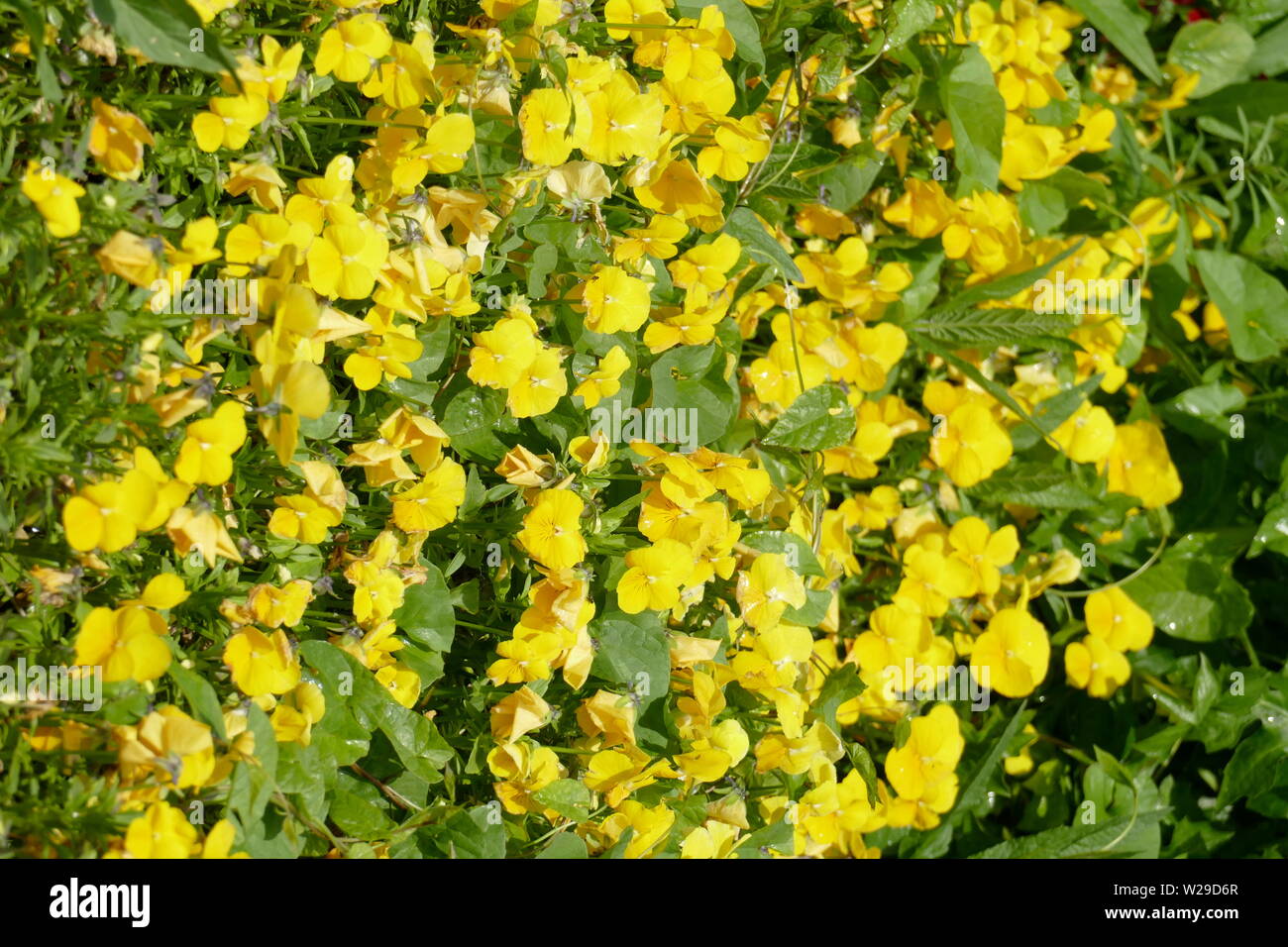 Gelbe Anemone (Pflügen), Blumenwiese 8 BIM%b¦µ [‰ öWùbÜ'^ûi Stockfoto