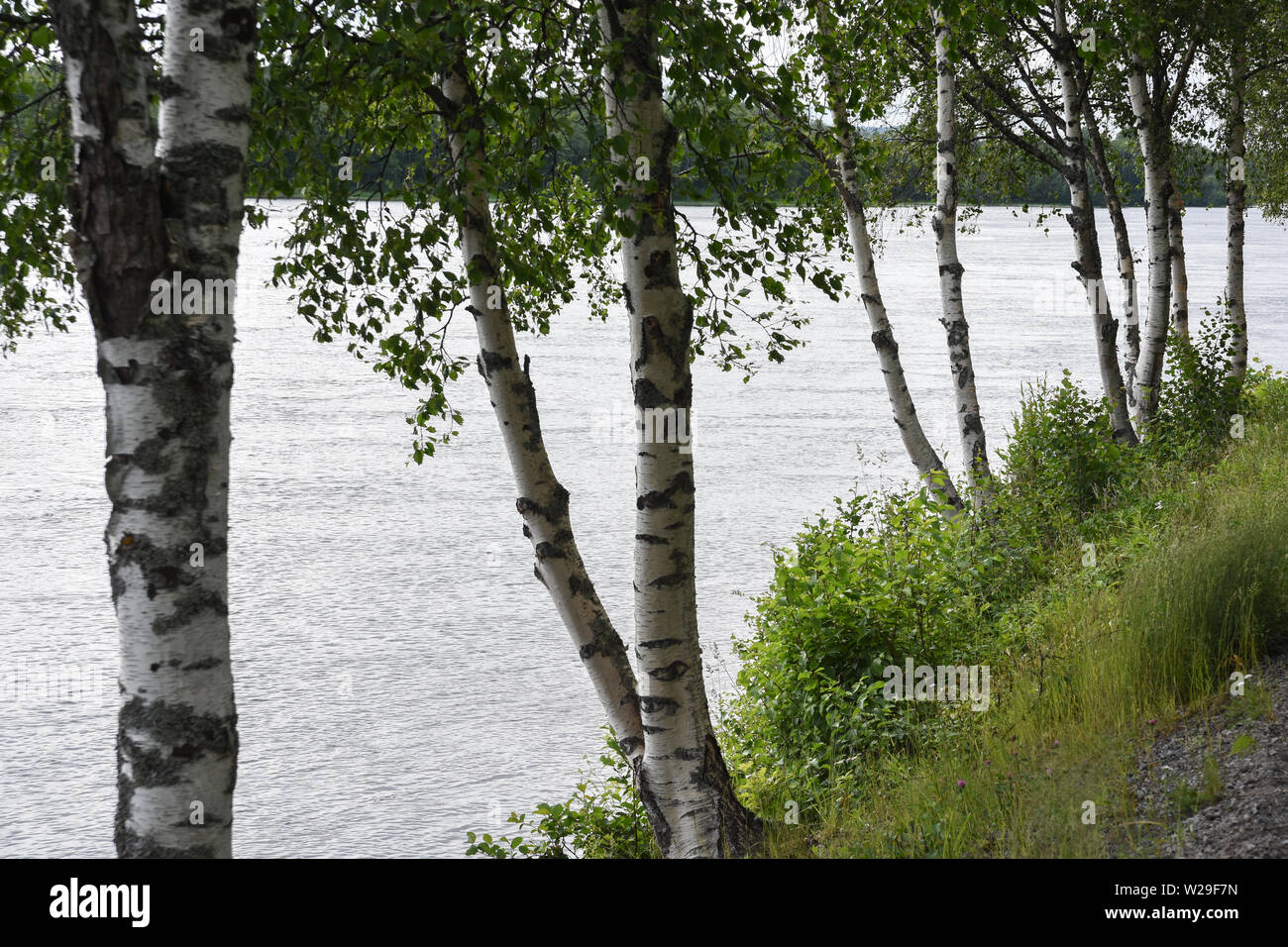 Birken durch den Fluss Ume in Umeå, Schweden zu Mittsommer Stockfoto
