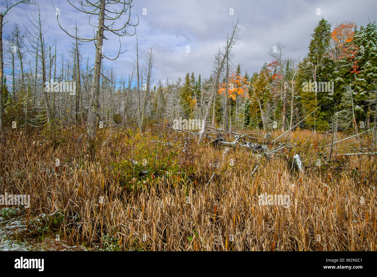 Herbst Feuchtgebiete. Northern Michigan Wald Feuchtgebiete Landschaft im Herbst Stockfoto