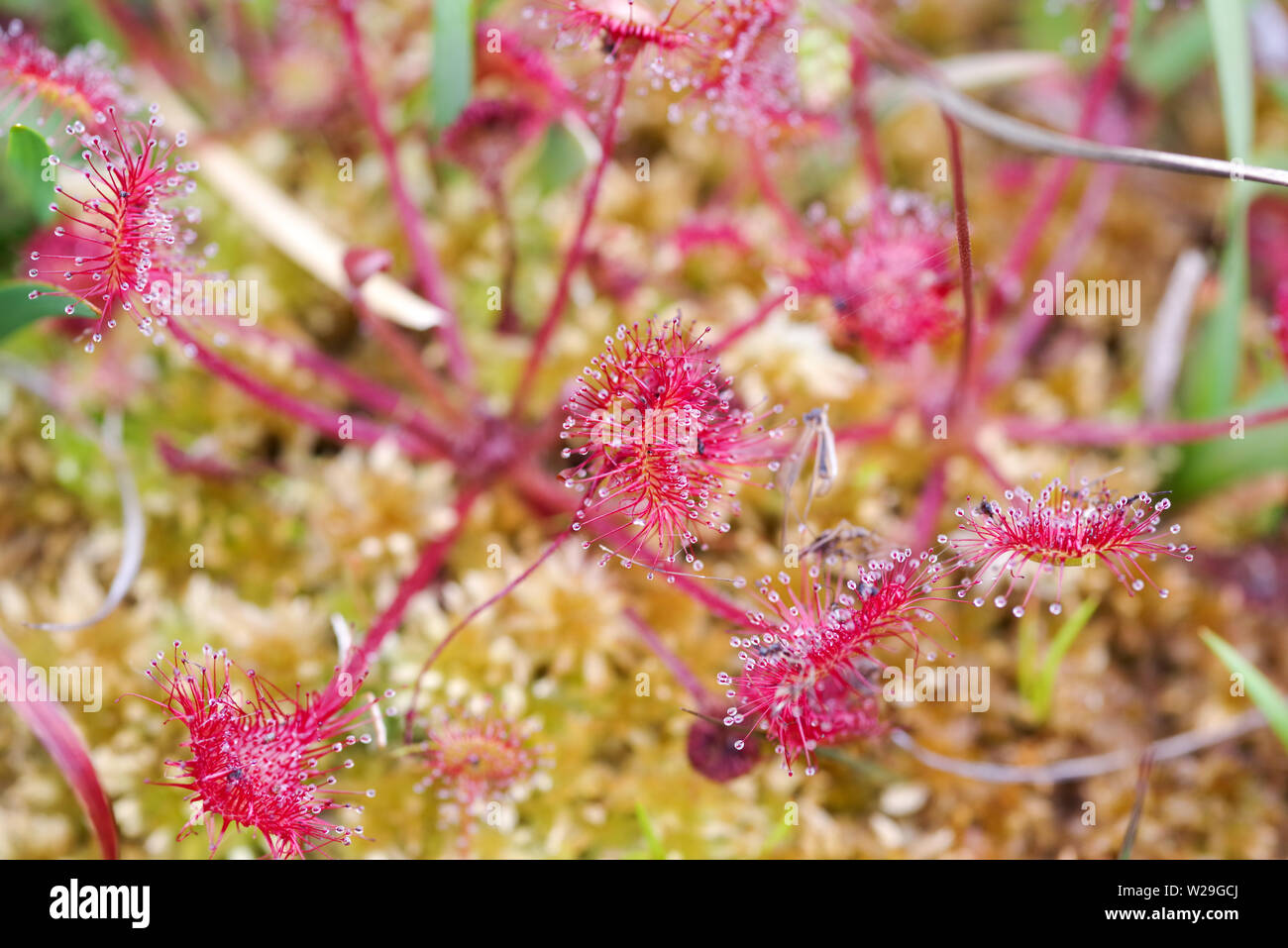 Runde leaved Sonnentau (Drosera rotundifolia) im Thursley National Nature Reserve (Surrey, UK) Stockfoto