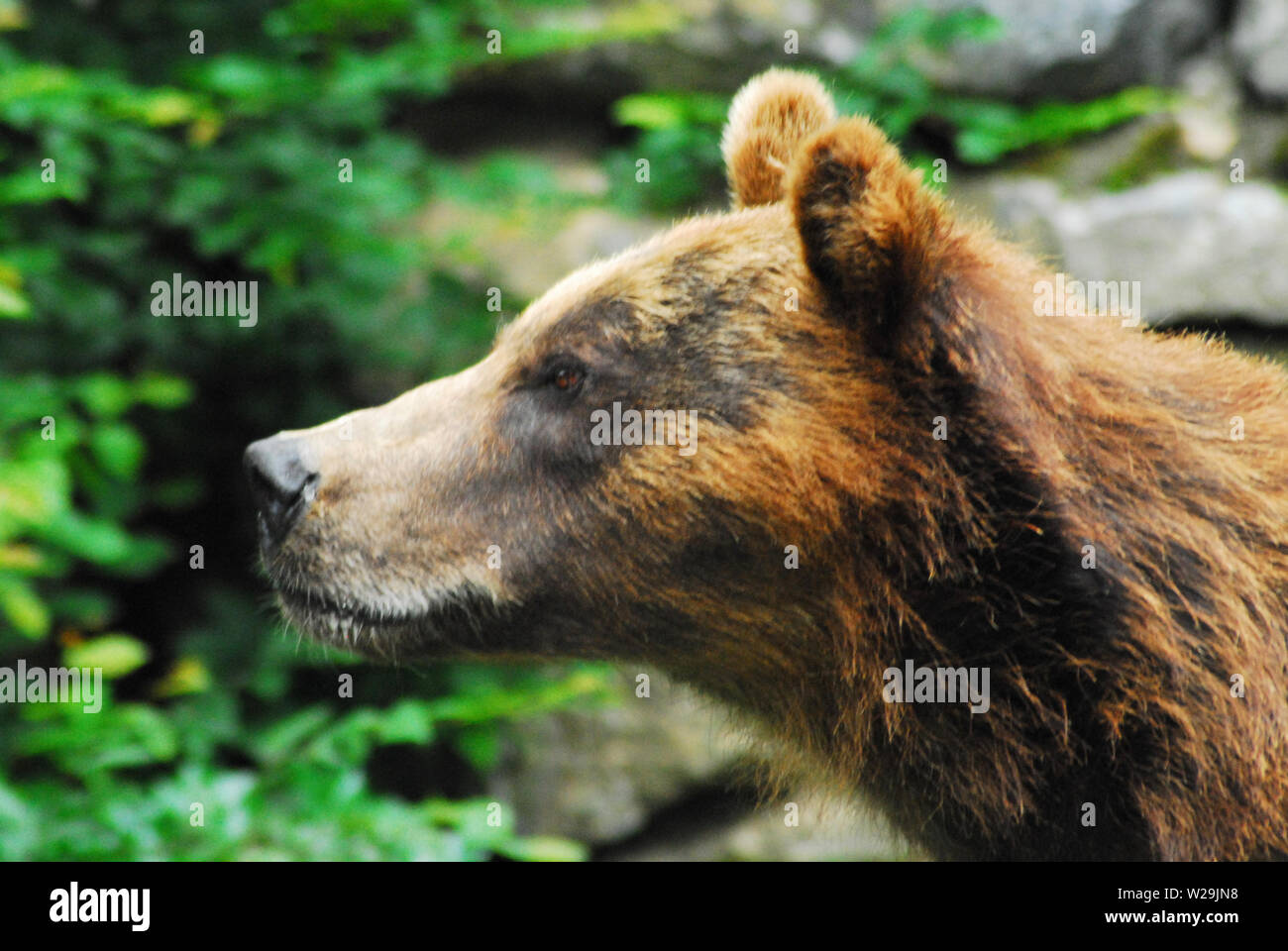 Nahaufnahme von einem wilden Bären beim Wandern in einer französischen Wald nahe der belgischen Grenze. Stockfoto