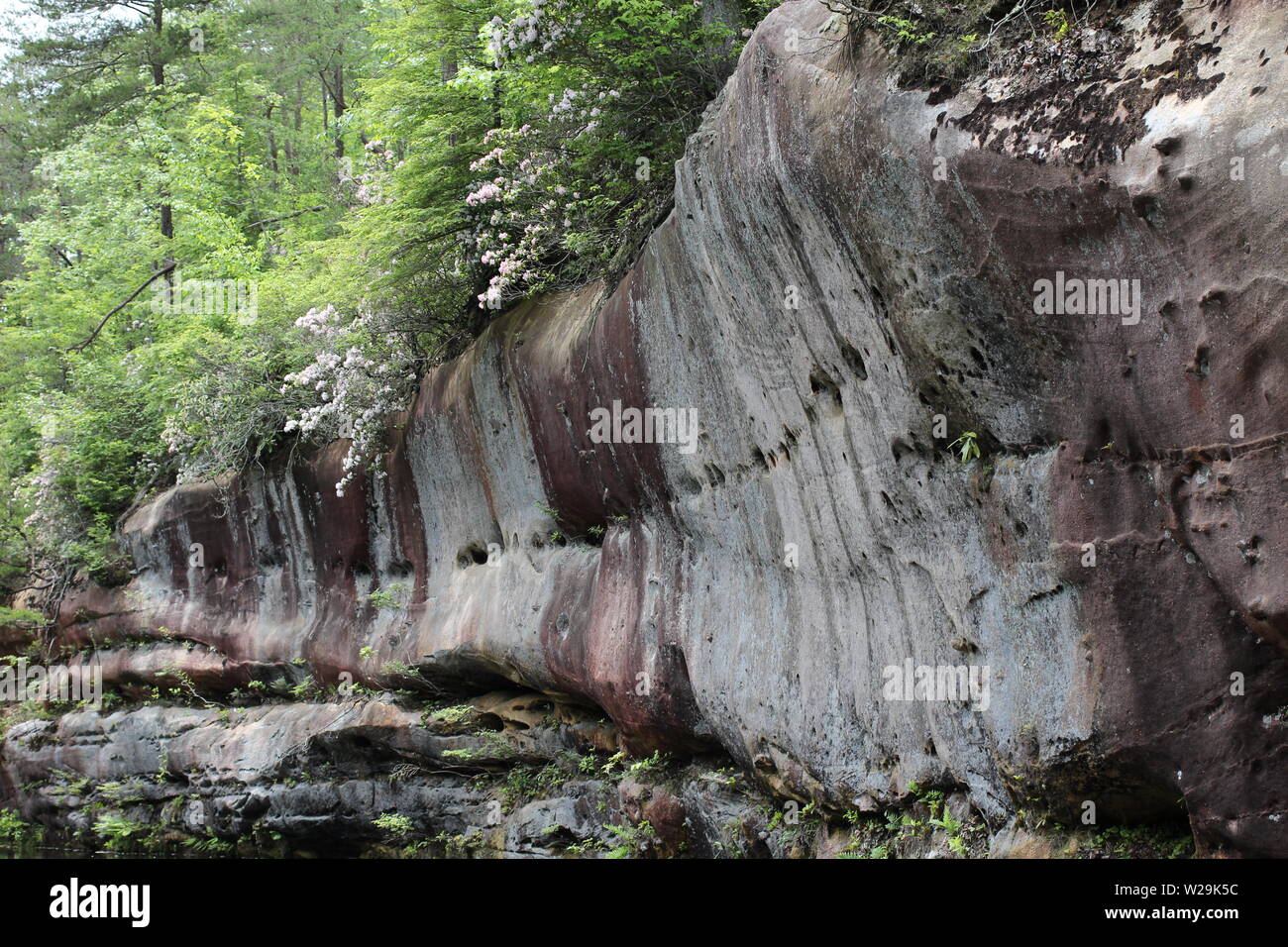 Tennessee Natur Landschaft. Sandsteinfelsen mit Wildblumen und Mountain Laurel am Rande von Arch See in Pickett State Memorial Park in Jamestown Stockfoto