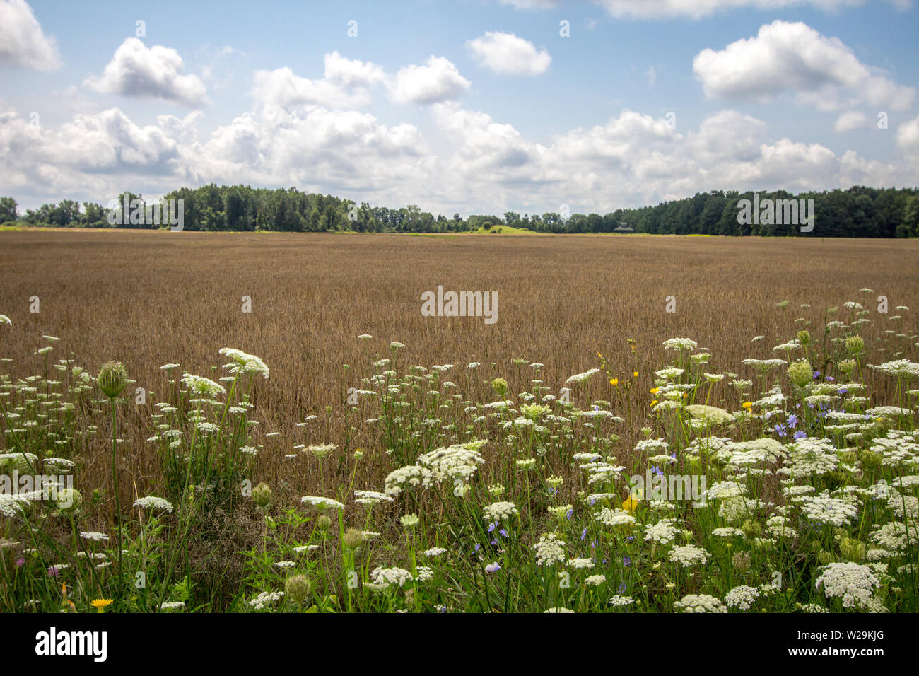 Weizenfeld Horizont Stockfoto