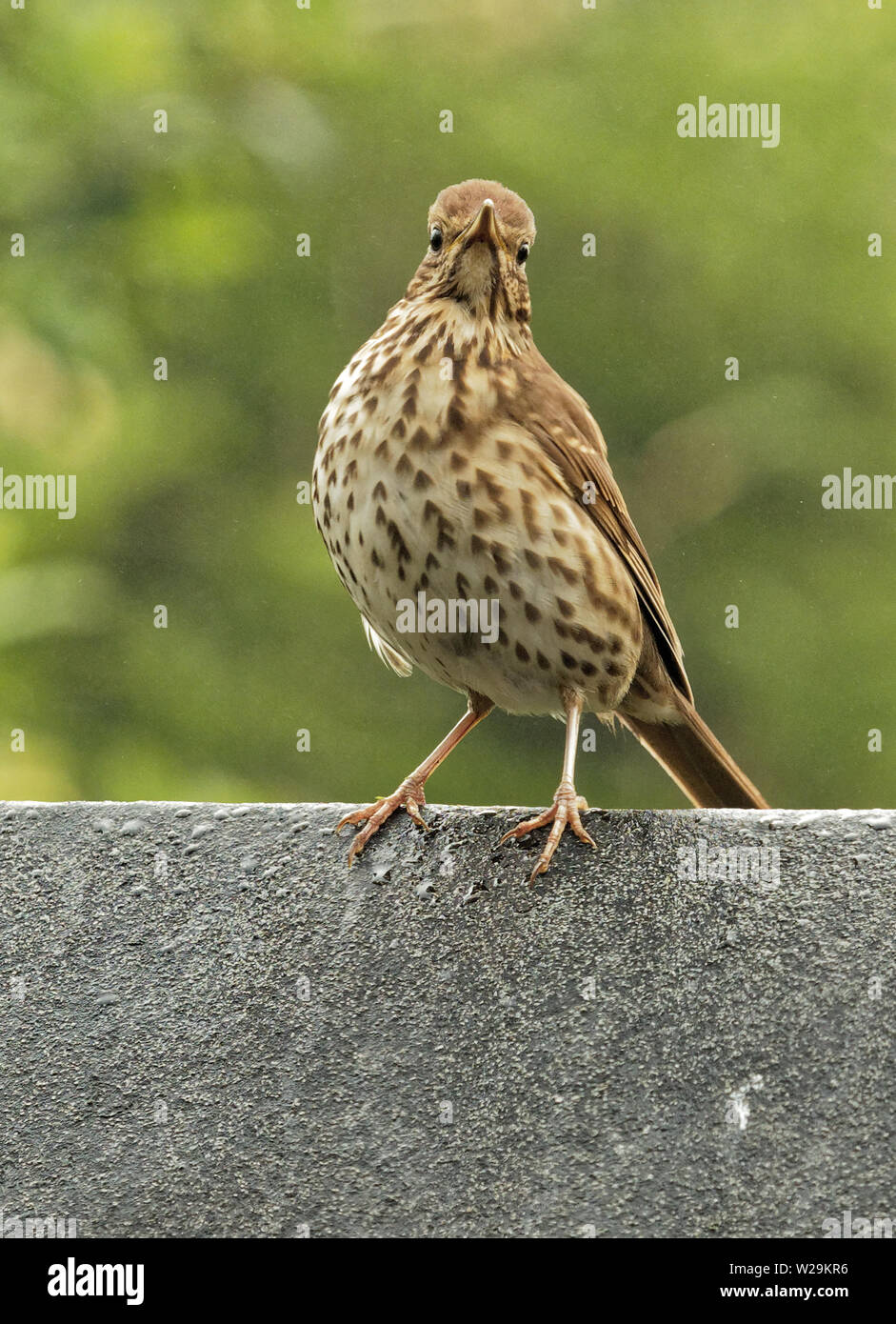 Singdrossel Stockfoto
