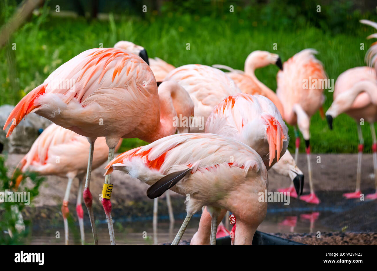 Watende Vögel, chilenische Flamingos in einem Zoo, Großbritannien Stockfoto