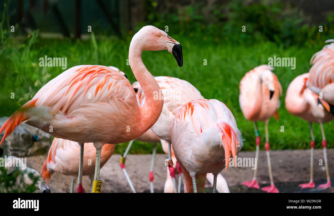 Watende Vögel, chilenische Flamingos in einem Zoo, Großbritannien Stockfoto