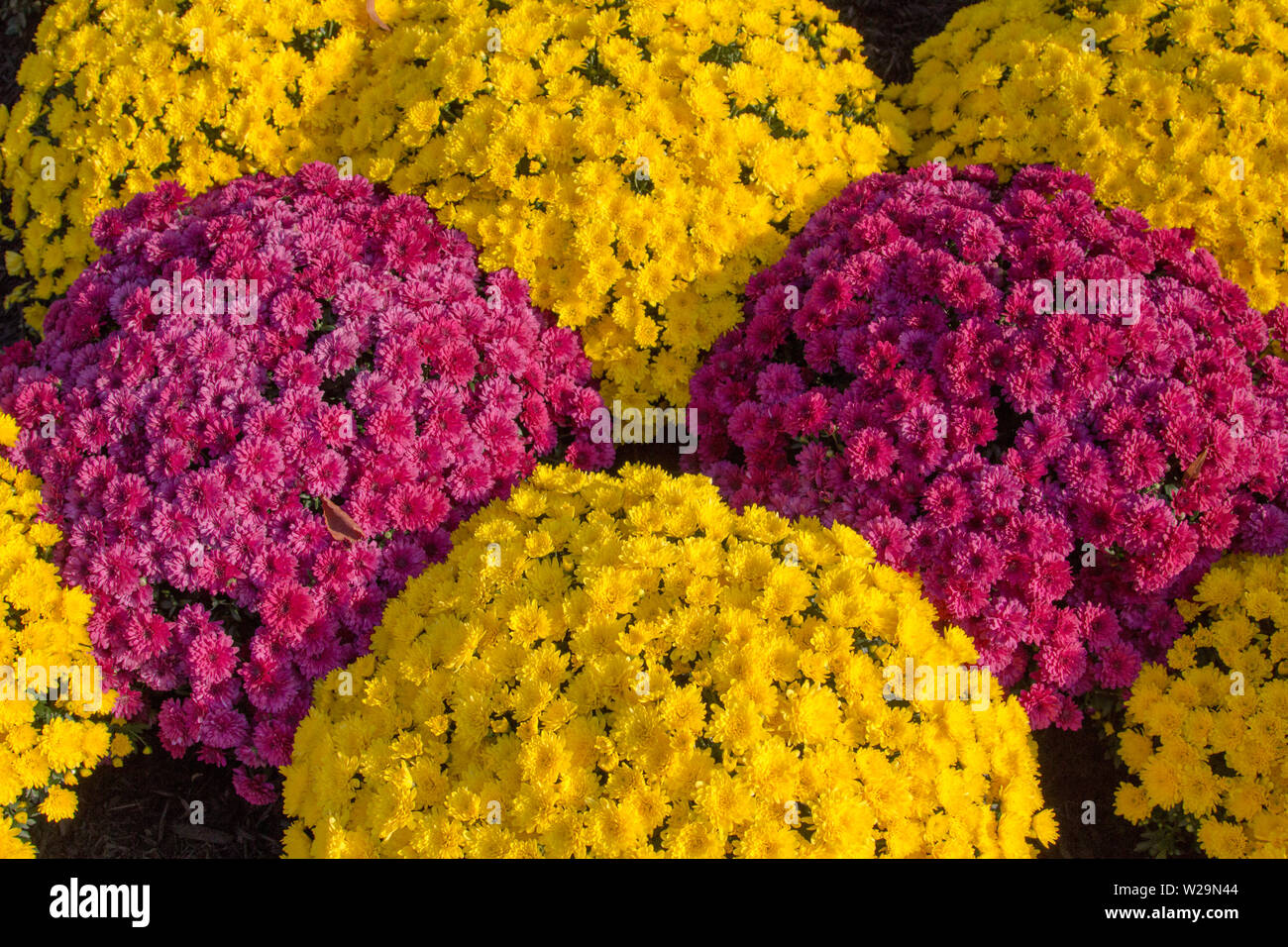 Mehrfarbige Topfchrysanthemen. Gruppe von roten und gelben Topfpflanzen Chrysantheme mit leuchtenden Farben im Herbst Garten hinzufügen. Von oben geschossen Stockfoto