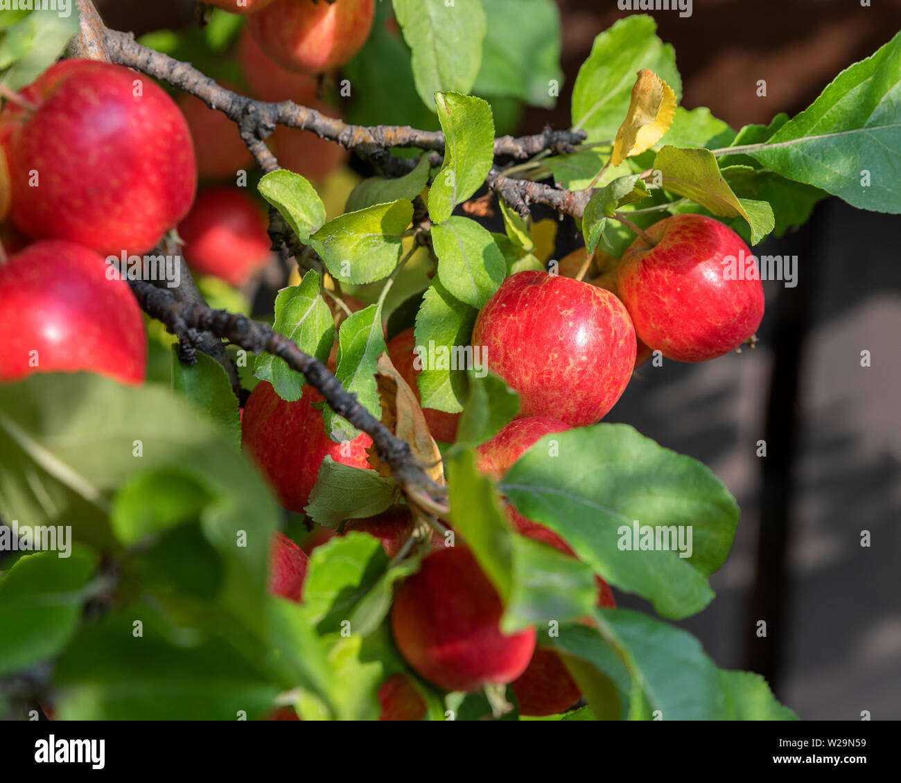 Herbst Crab Äpfel auf einem Baum Stockfoto