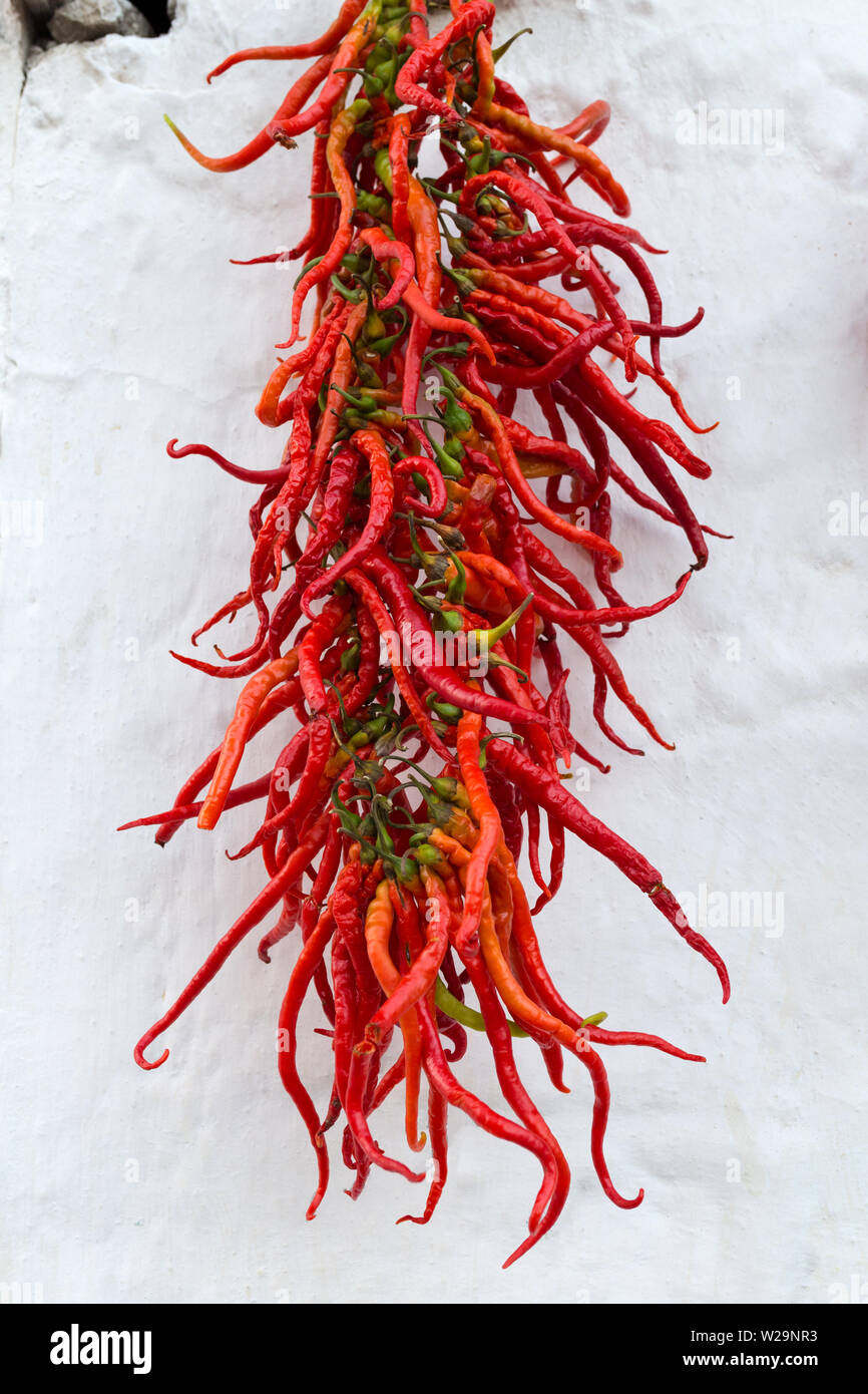 Rote Paprika hängen an der Wand Stockfoto