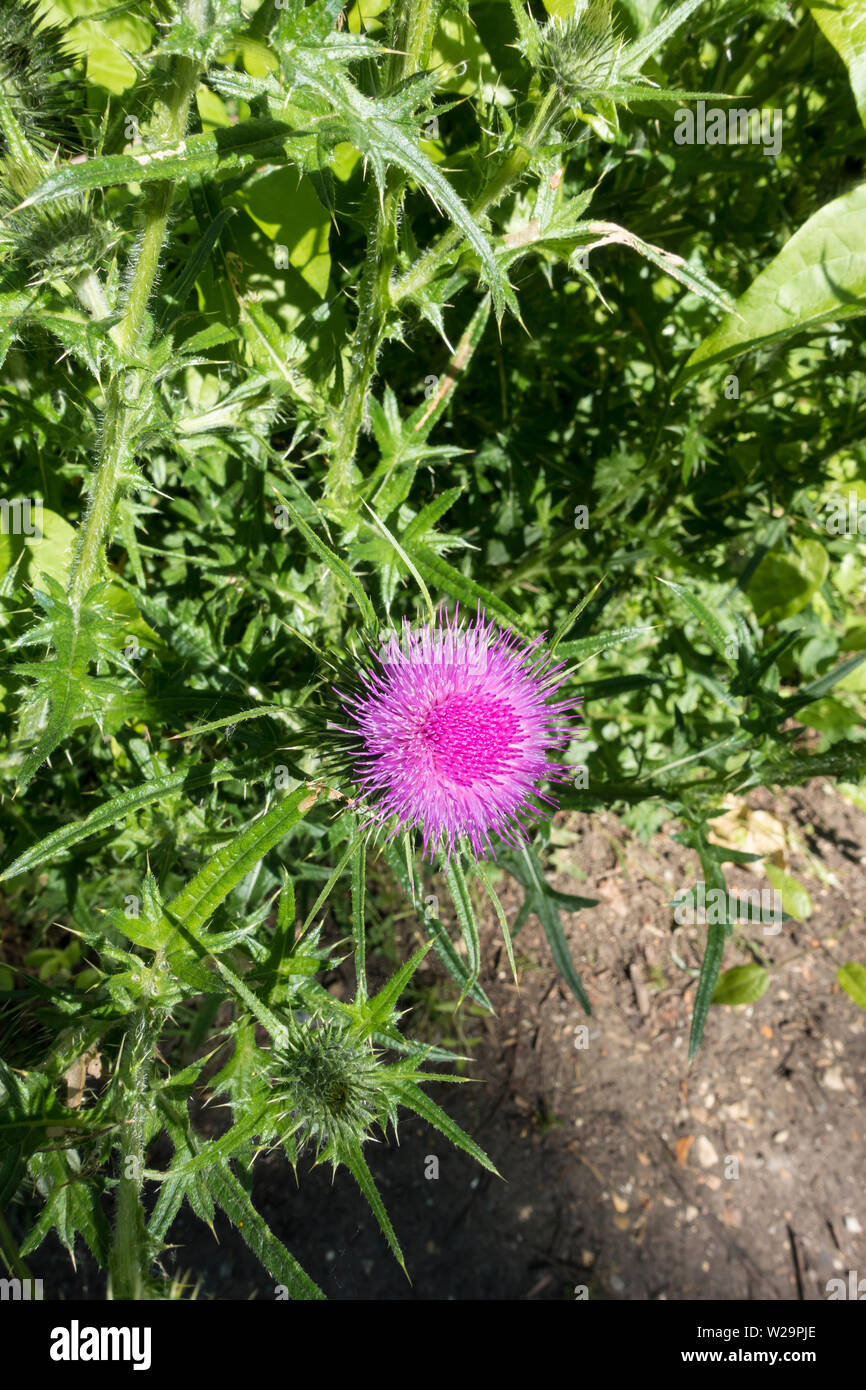 Speer thistle Blütenkopf Stockfoto