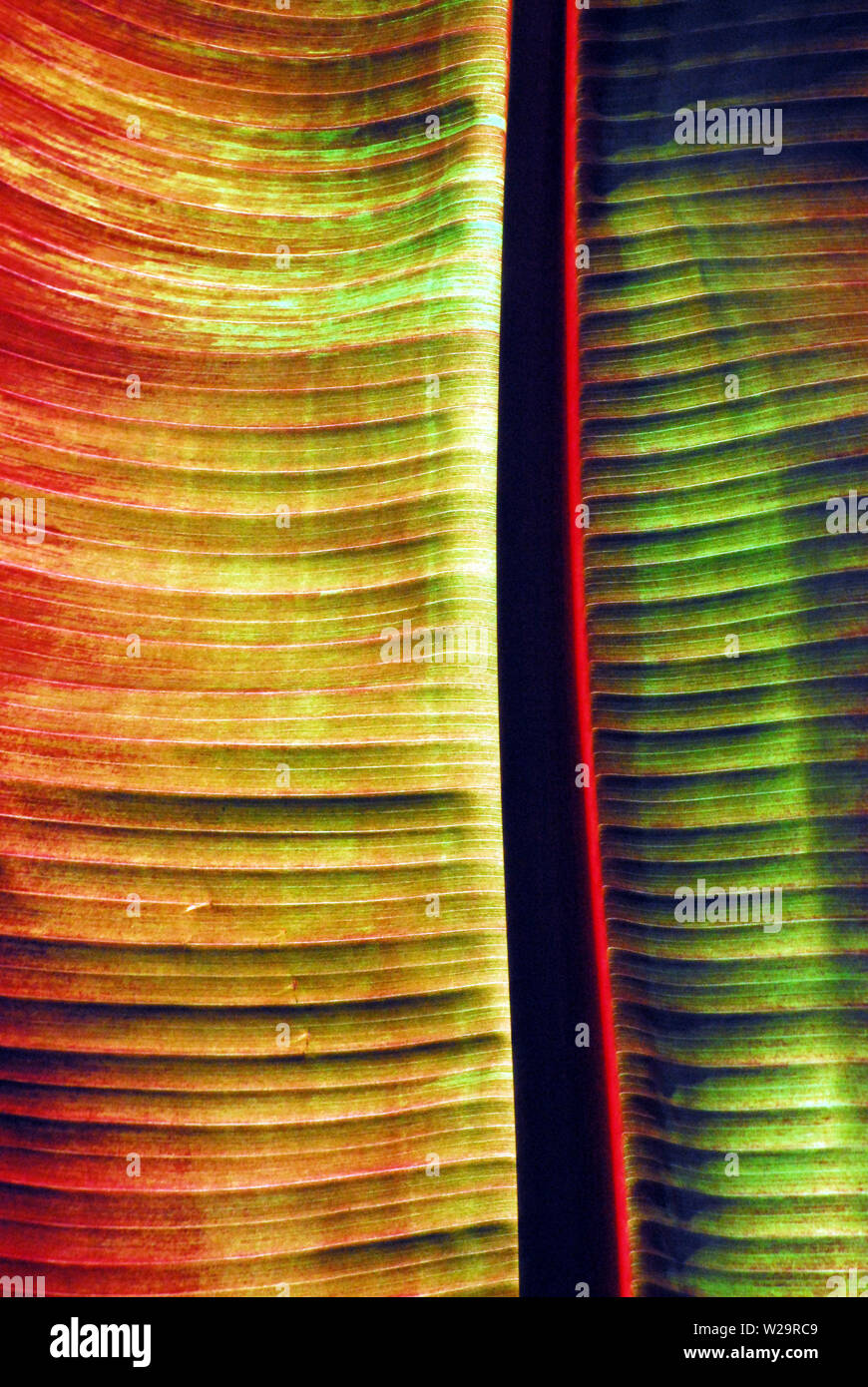 Dieses Bild von erstaunlich bunten, tropischen entwickelt Stoff erstellt einen wunderbaren Hintergrund Stockfoto