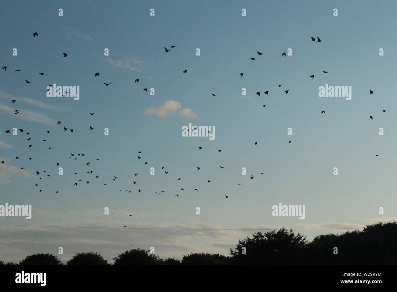 Bild von einem Schwarm schwarzer Vögel fliegen durch eine klare, blaue Himmel Bäume Stockfoto