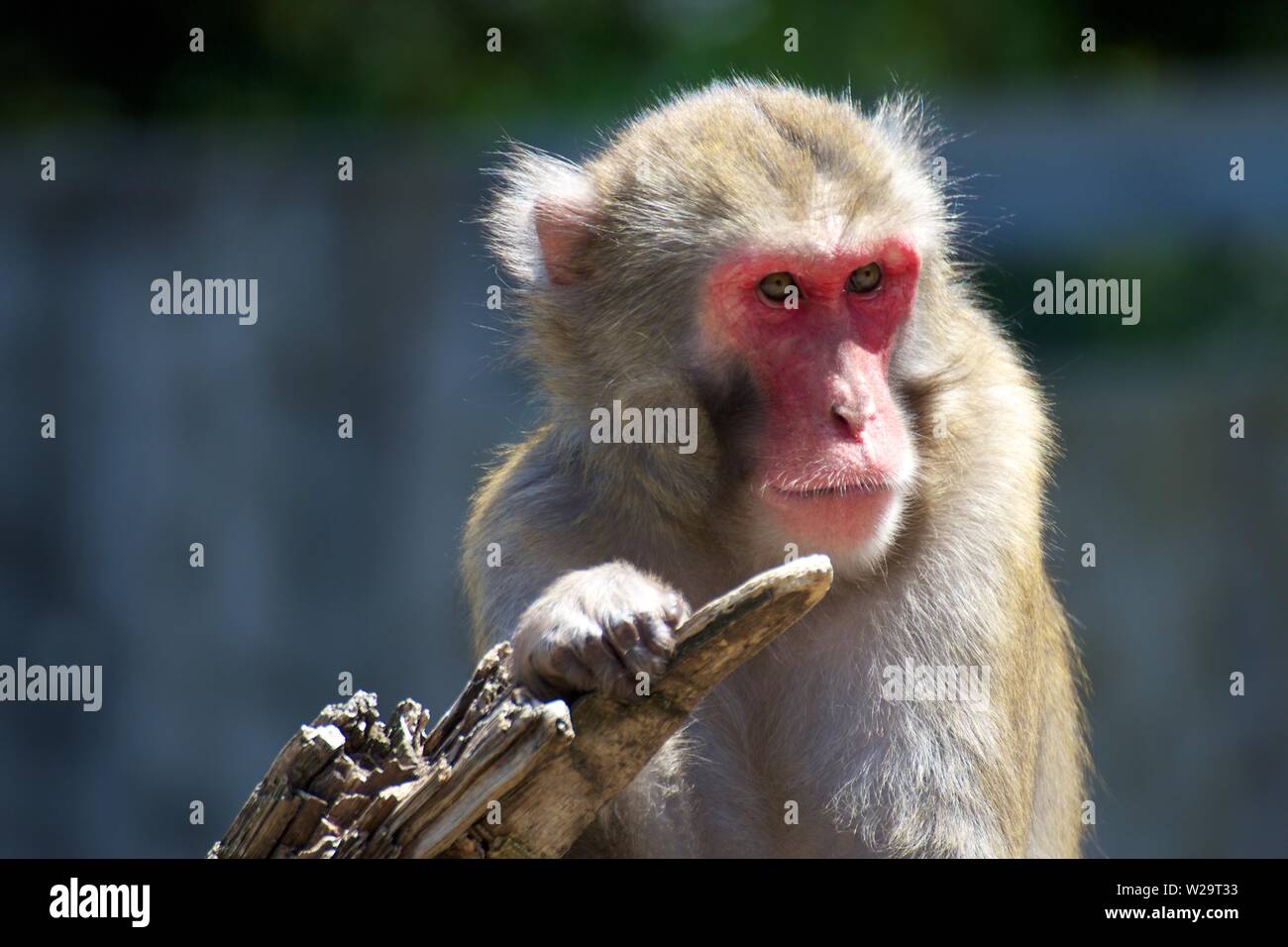 Affe mit roten Gesicht Holding einen Baum Stockfoto