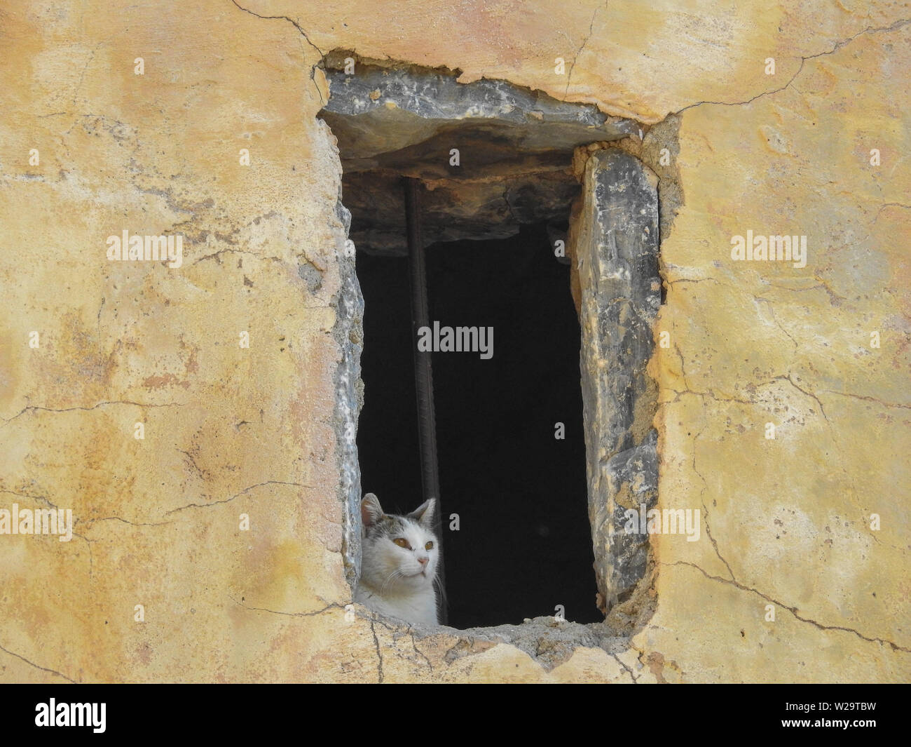 Katze mit Blick aus dem Fenster Ruinen in Antiken Ephesus, Kusadasi, Türkei Stockfoto