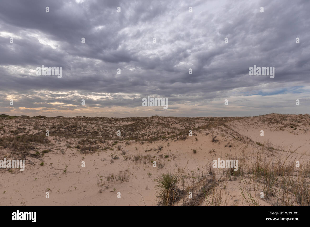 Monahans Sandhills State Park in Monahans, Texas, USA Stockfoto