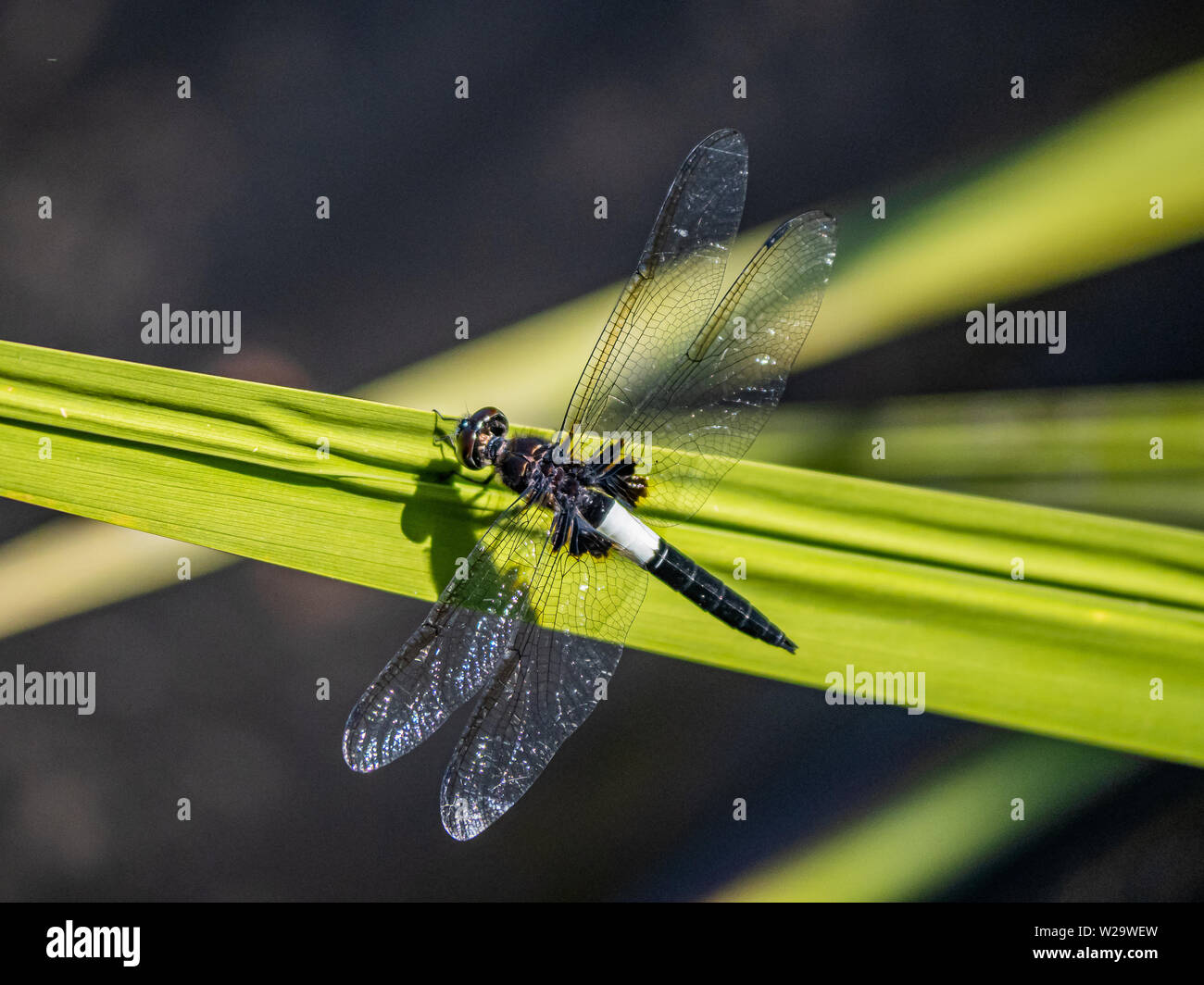 Eine japanische pied Skimmer, Dragonfly, Pseudothemis zonata, beruht auf einer Klinge aus hohen Gras neben einer japanischen Teich. Stockfoto