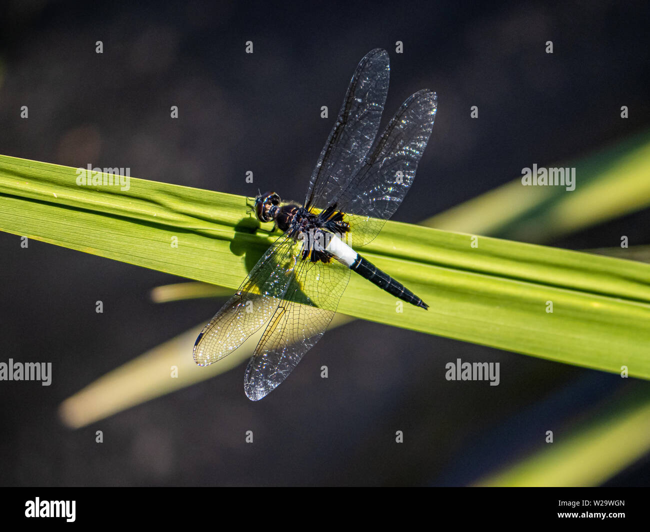 Eine japanische pied Skimmer, Dragonfly, Pseudothemis zonata, beruht auf einer Klinge aus hohen Gras neben einer japanischen Teich. Stockfoto