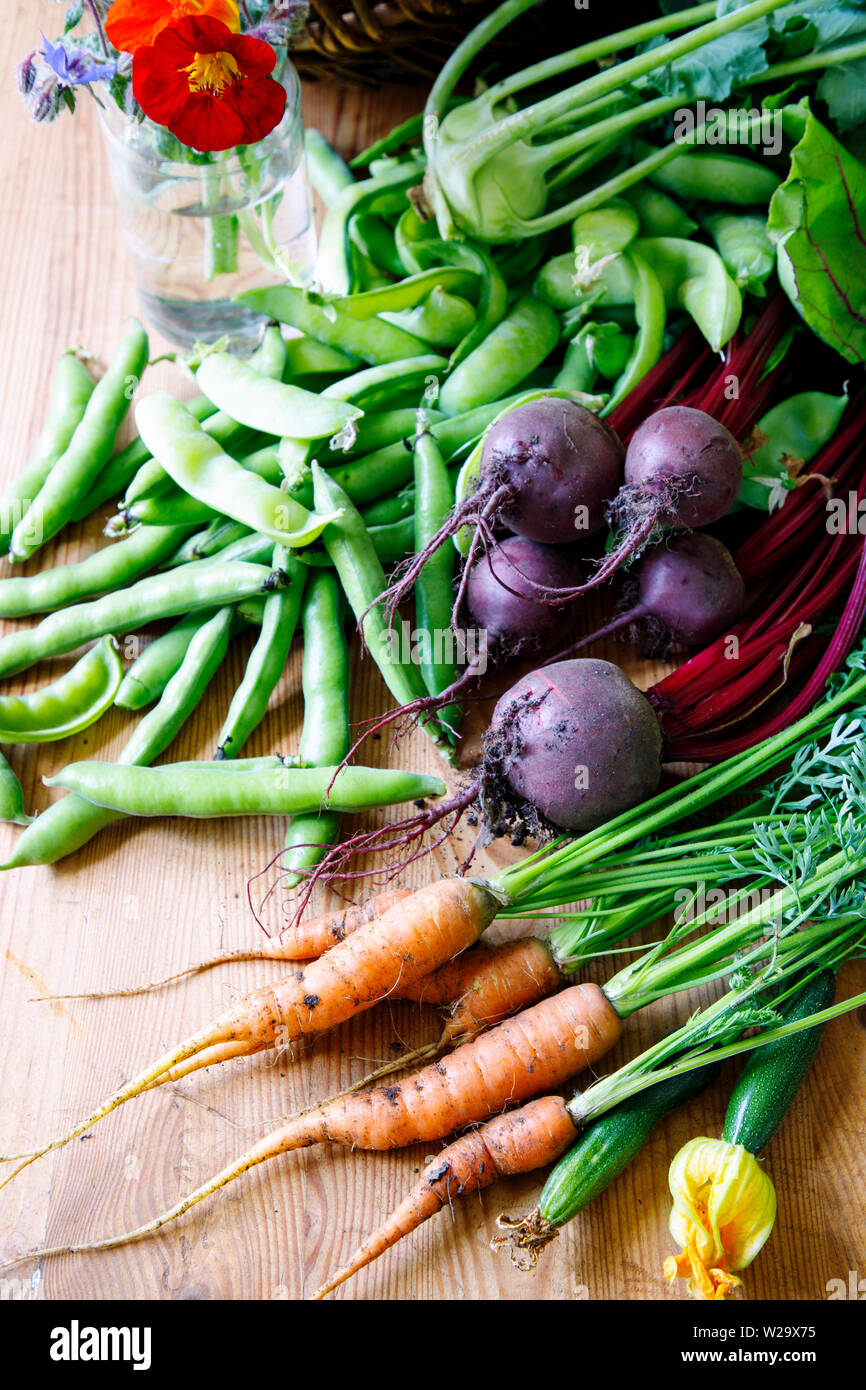 Ernte von frischem Sommer Gemüse Stockfoto