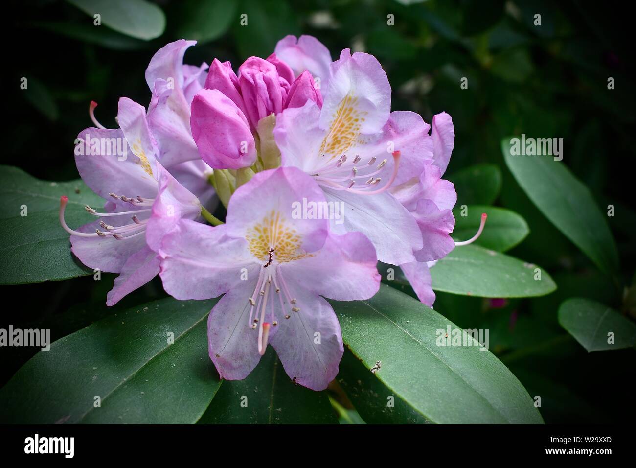 Blume Stockfoto