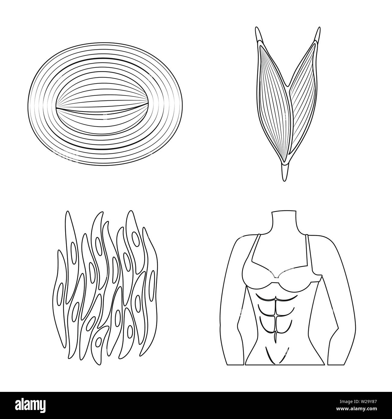 Isoliertes Objekt der Faser und muskulös. Satz von Faser- und Körper Symbol für das Web. Stock Vektor