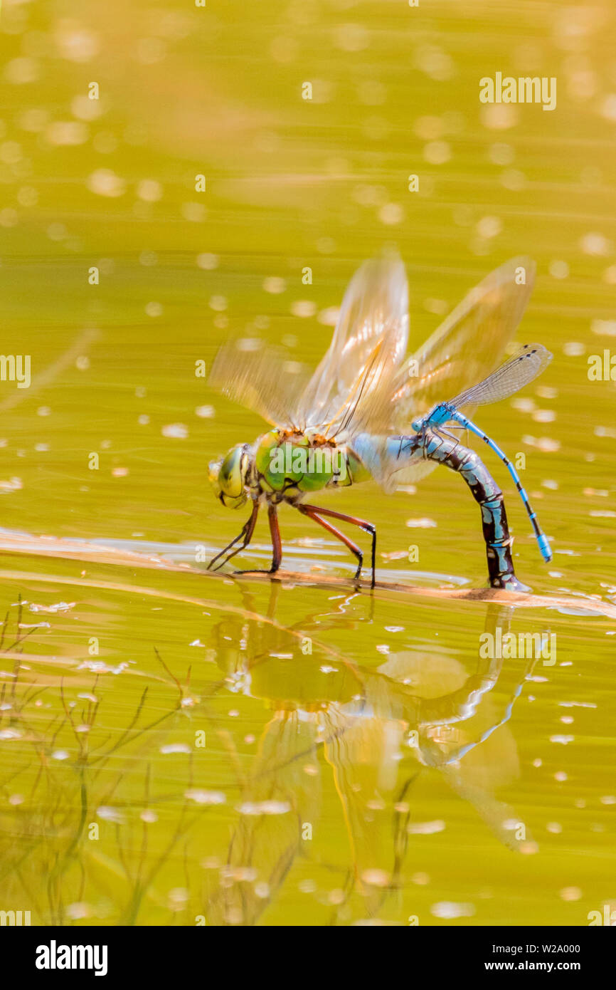 Frau Kaiser dragonfly Eier in warmen Sommer Sonnenschein in der Mitte von Wales. Eine gemeinsame Blau damselfly liegt in unmittelbarer Anwesenheit Stockfoto