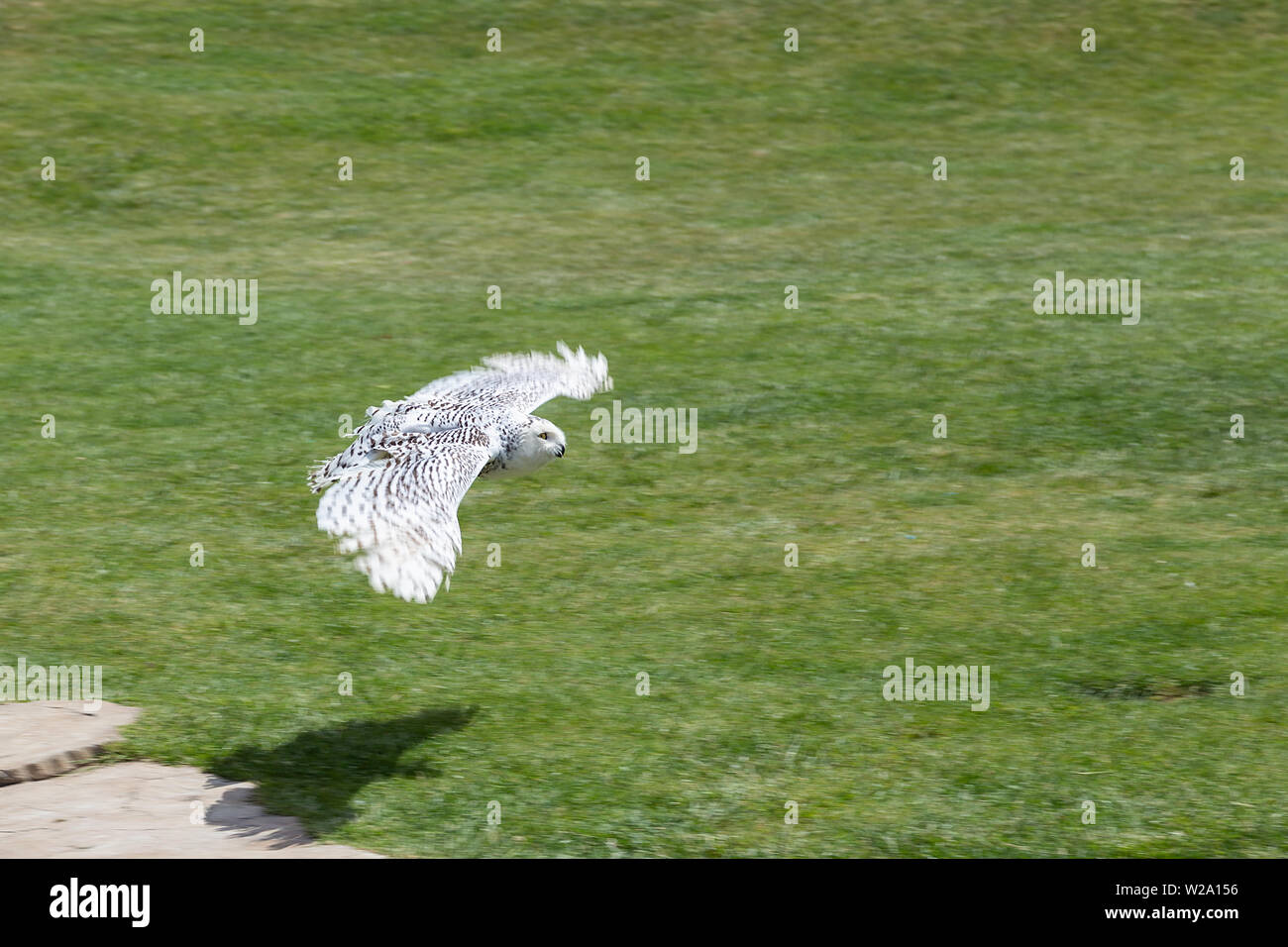 Weiße Eule fliegt über das Gras in Spanien Stockfoto