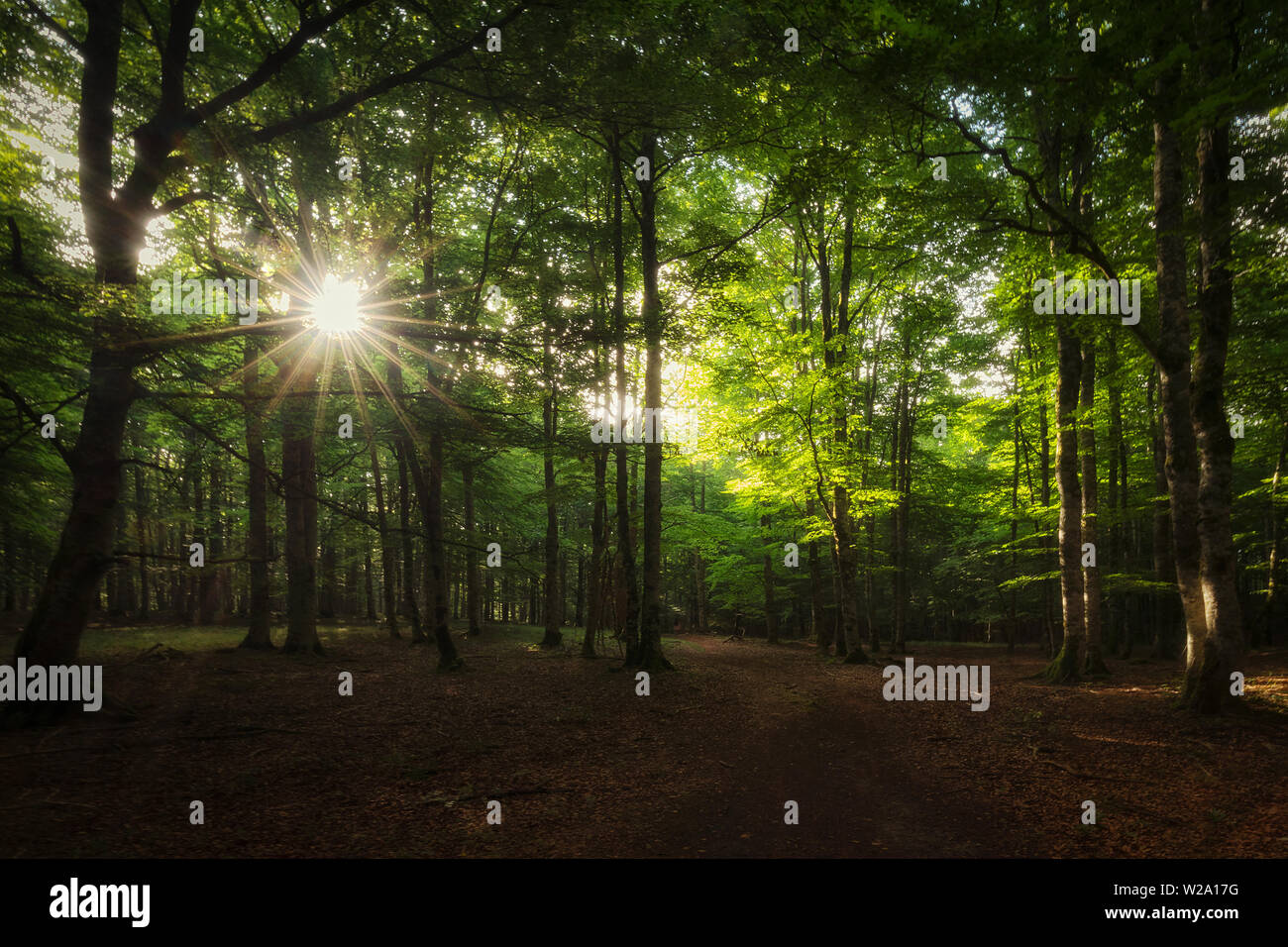 Sonnenstrahlen zwischen den Bäumen im Wald, Urbasa Navarra Stockfoto