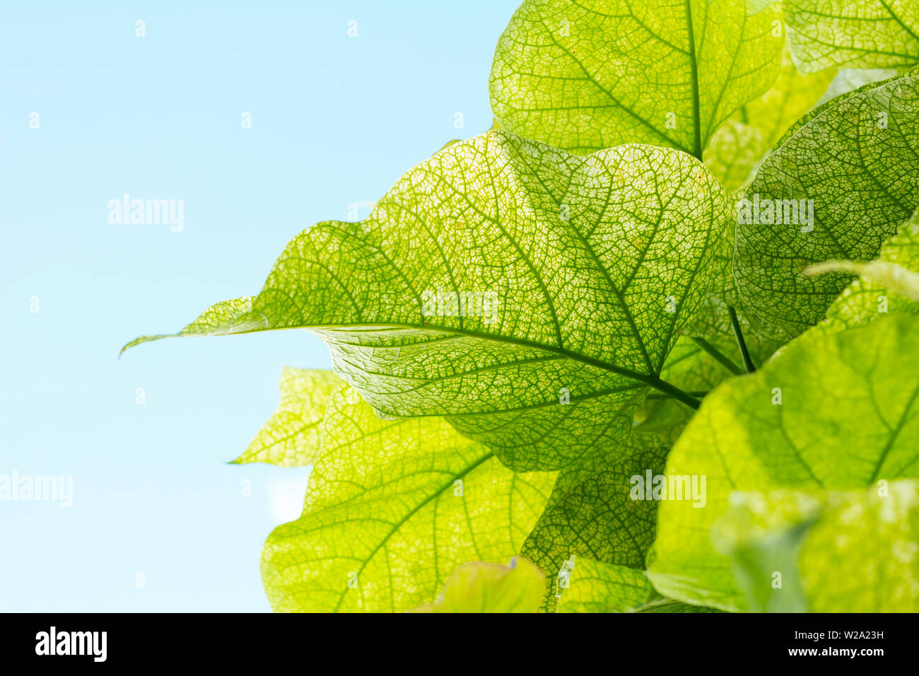 Grüne Blätter von unten nach oben anzeigen Stockfoto