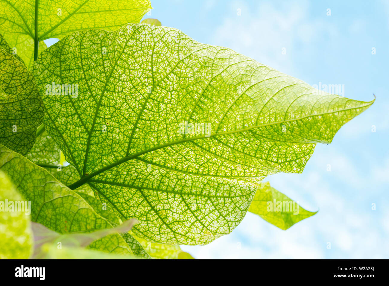 Grüne Blätter von unten nach oben anzeigen Stockfoto