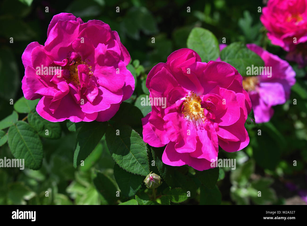 Rugosa Rose, dunkelrosa wild in der Blüte rose. Angenehm duftende Ramanas Rose, magenta beach Rose. Stockfoto