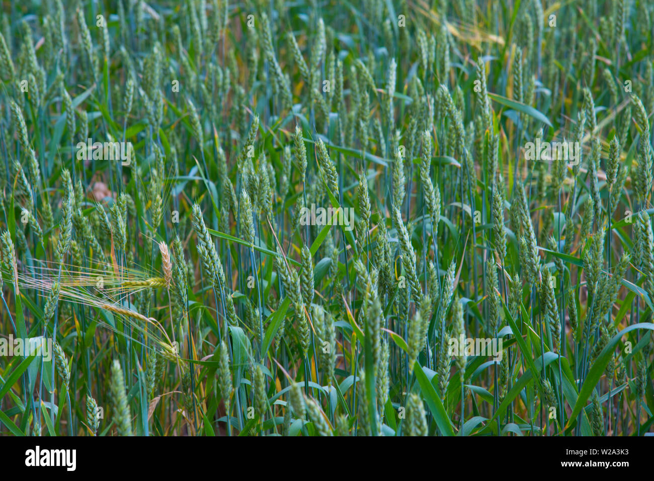 Grüne Weizenähren. Stockfoto