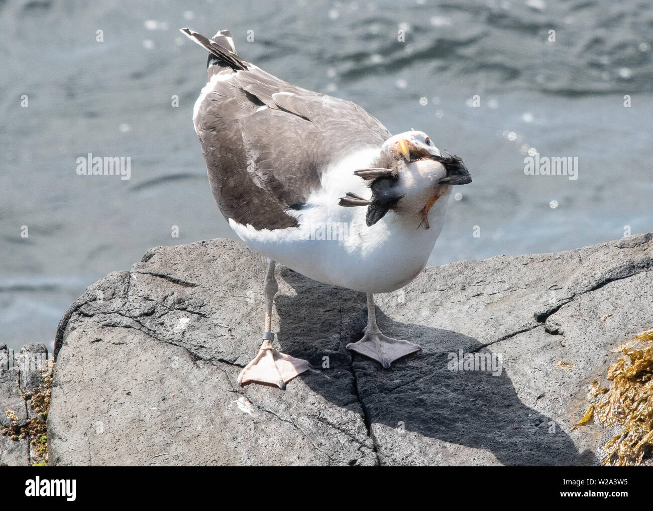 Die Insel kann, Anstruther, Fife, Schottland, Großbritannien. Vom 7. Juli 2019: eine Möwe Kämpfe (aber schließlich gelingt) eine unglückliche junge seevögel zu schlucken, die heute bei der Insel, Anstruther, Schottland, UK Credit: Kay Roxby/Alamy leben Nachrichten Stockfoto