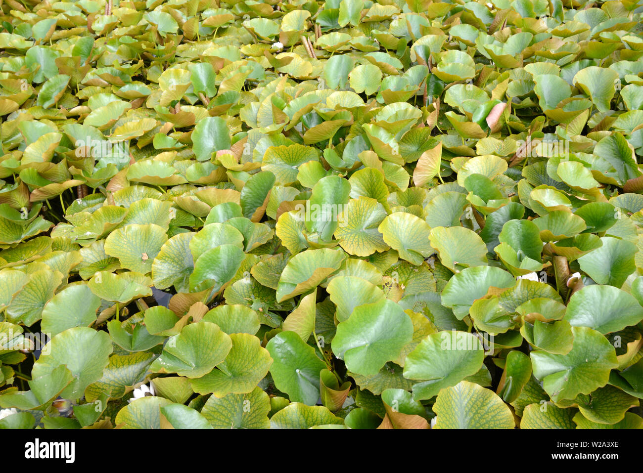 Muster der Lotus Blätter im Zierteich Stockfoto
