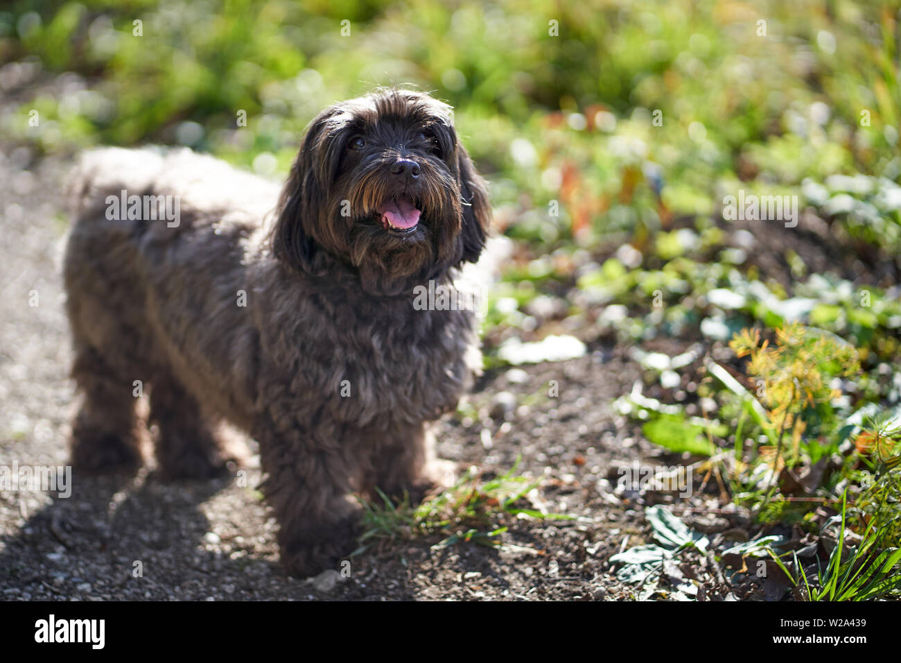 Schwarz havenese Hund suchen im Freien an. Stockfoto