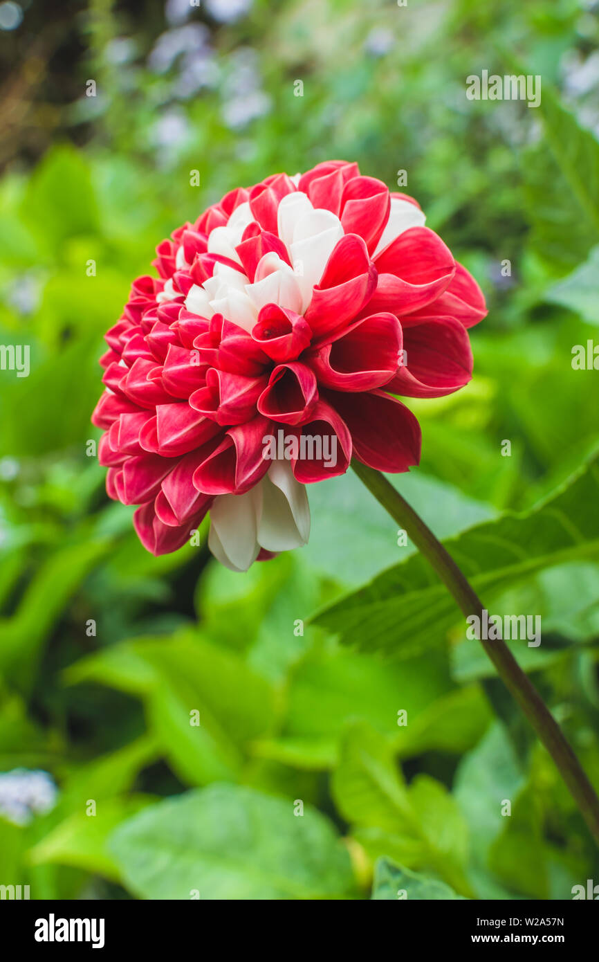 Mexiko nationale Blume in Rot und Weiß. Dahlie in Natur Hintergrund Stockfoto