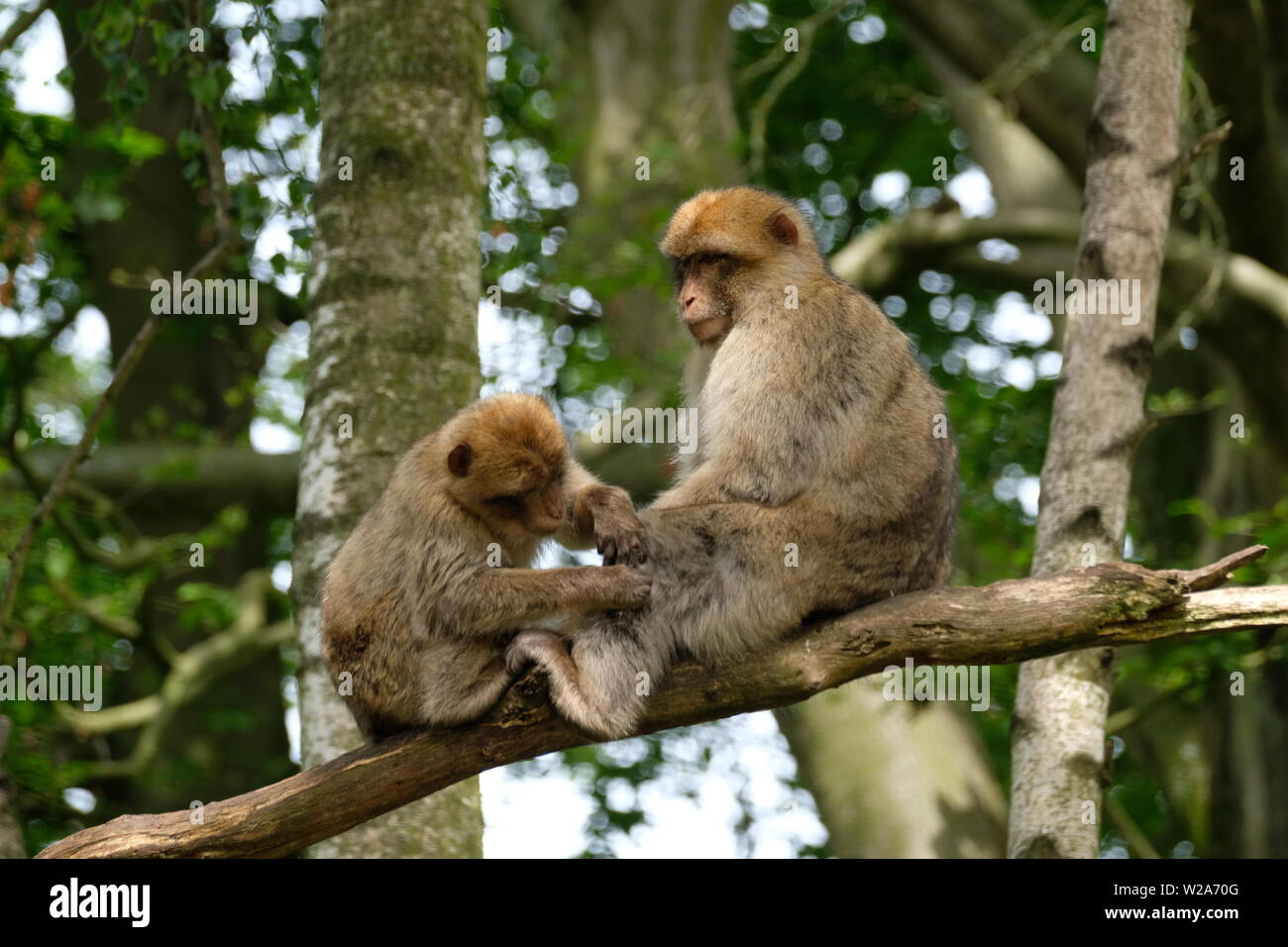 Trentham Affenwald Stockfoto