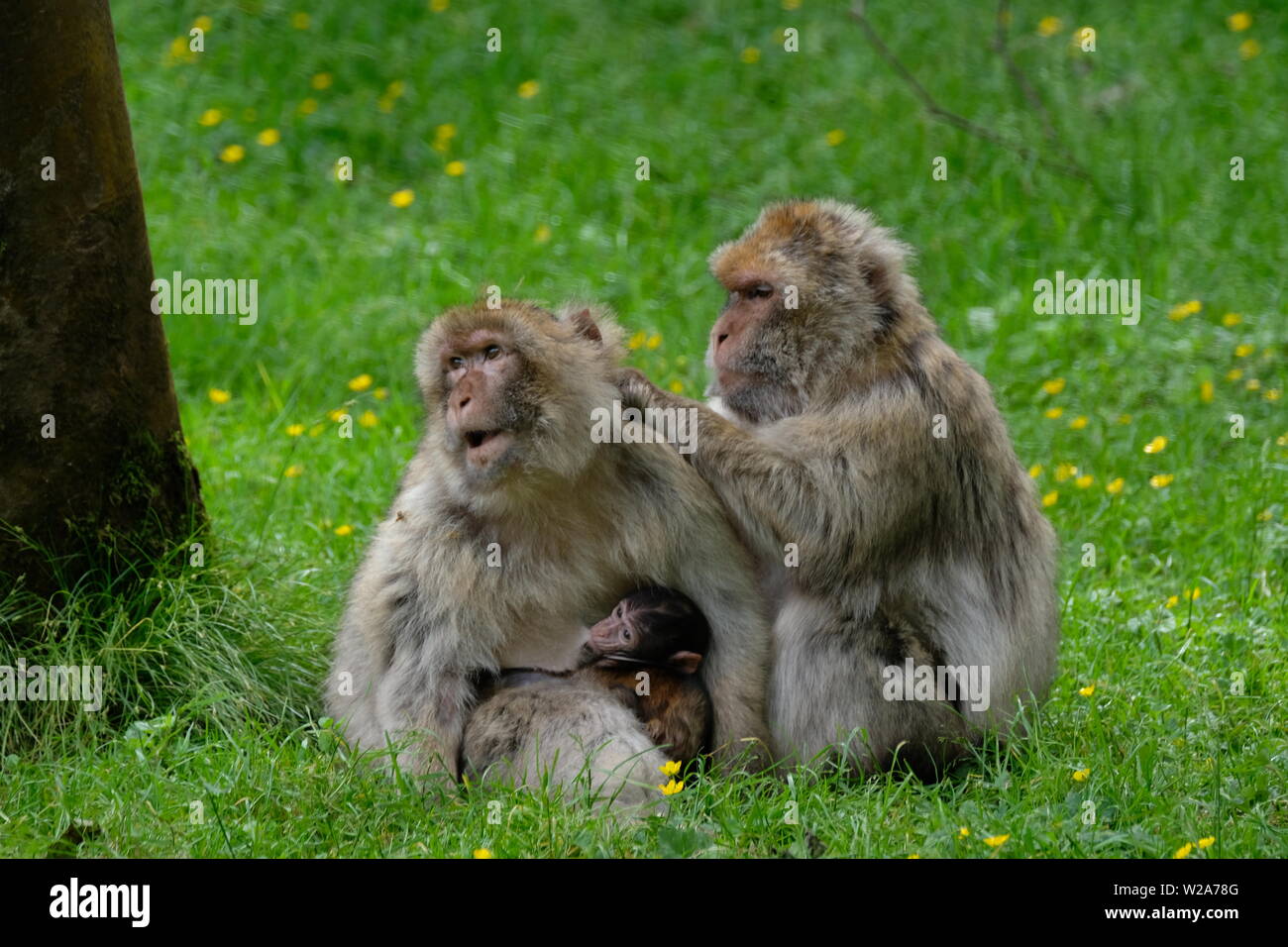 Trentham Affenwald Stockfoto