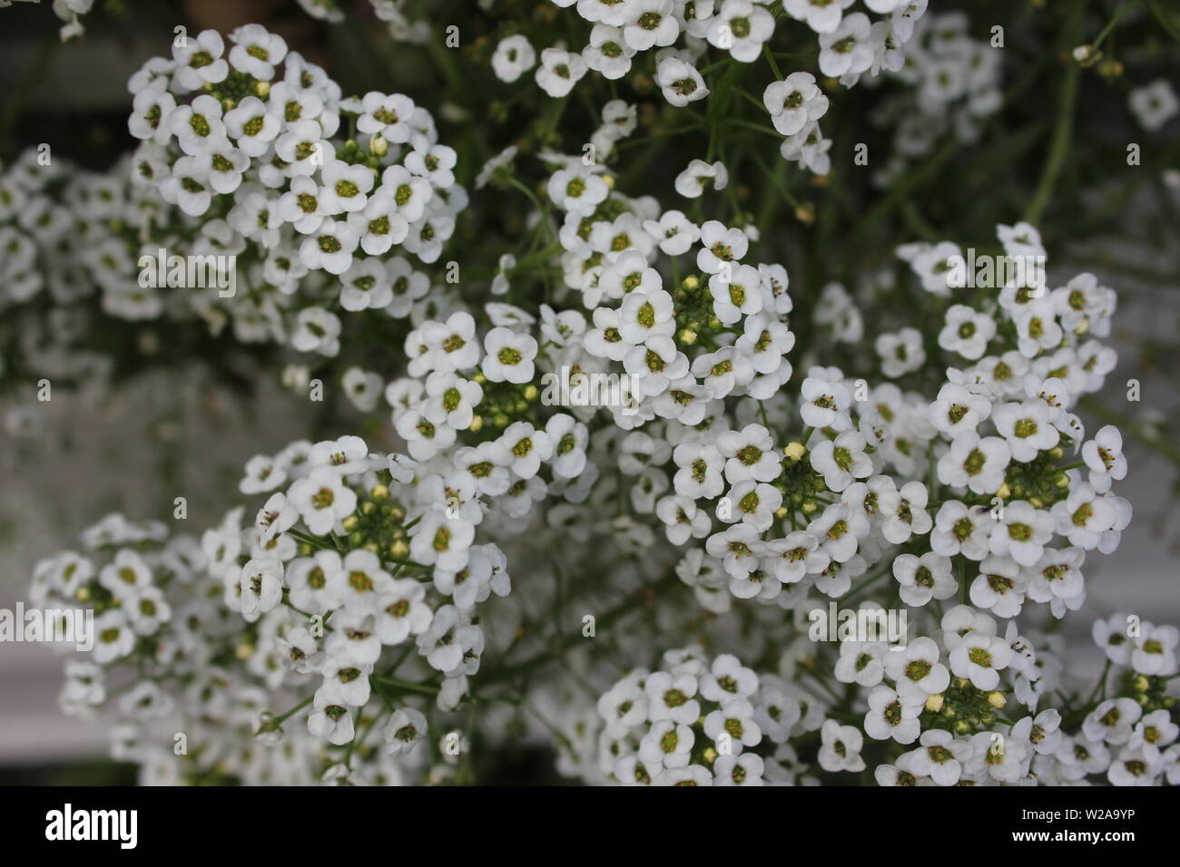 Gypsophila paniculata, Baby's Atem, gemeinsame Gypsophila, panicled's Baby - breat, weißen Blüten Stockfoto
