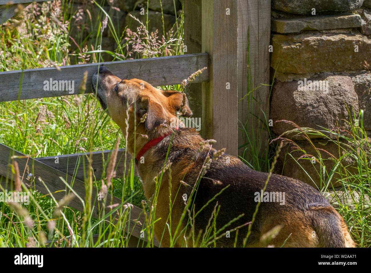 Senior Hund schnüffelt genießen die Umgebung draußen in der Landschaft, Großbritannien Stockfoto