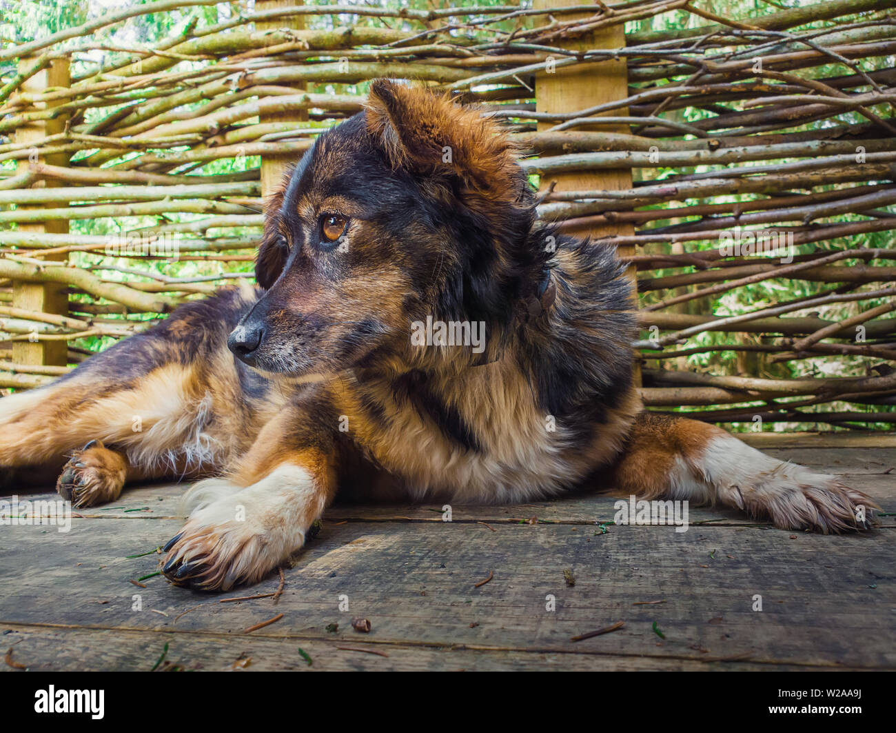 Nahaufnahme, Porträt einer liebenswerten Mischling Hund zur Festlegung im Freien über einen Zweig zaun Hintergrund. Gemischte Rasse gestreifte braune Welpen suchen aufmerksam asid Stockfoto