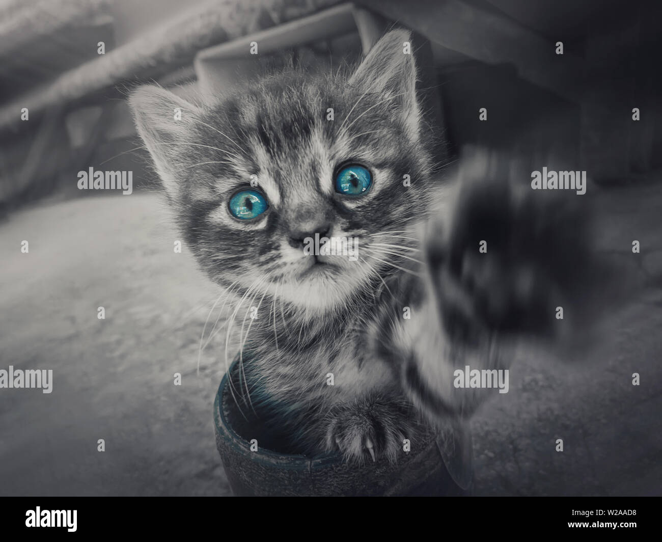 Close up Schwarz-Weiß-Porträt einer niedlichen kleinen gestreiften Kätzchen mit dem Pow ausgestreckten zu Kamera schaut neugierig mit den blauen Augen selektive Col Stockfoto