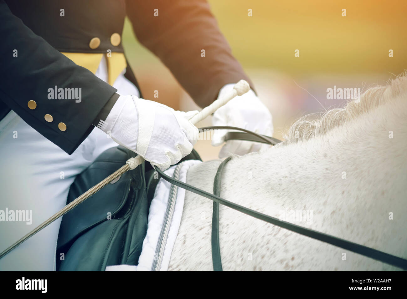 Die Hände des Reiters, der reitet ein Pferd, in weißen Handschuhen mit einem weißen Pferd durch das Bit, und halten Sie eine weiße Peitsche Stockfoto